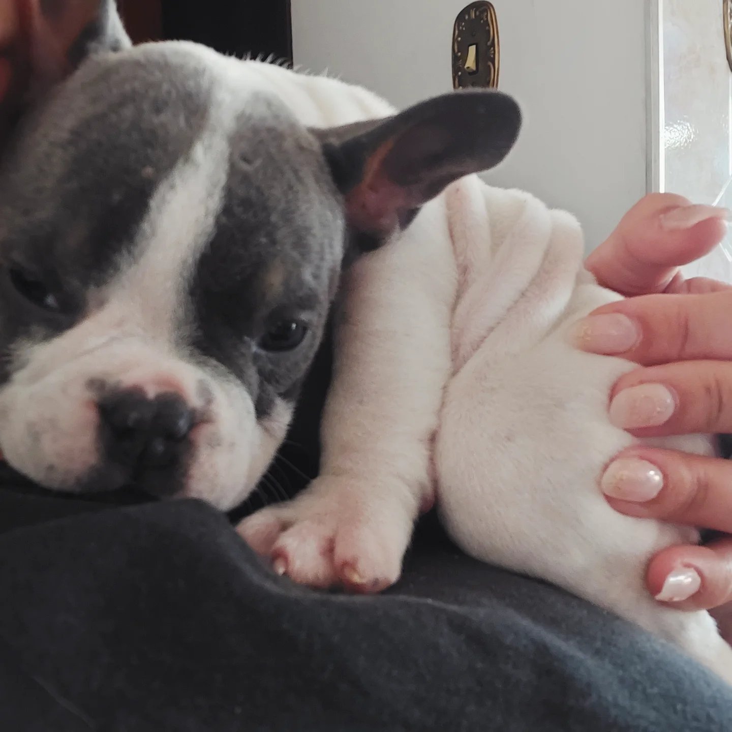 American bully micro  - Foto 2