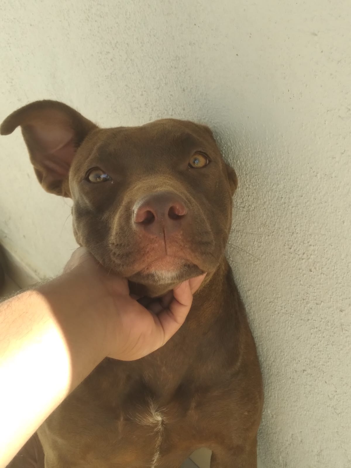 Portal Vendocão Filhote de Pitbull Fêmea  Rio de janeiro 