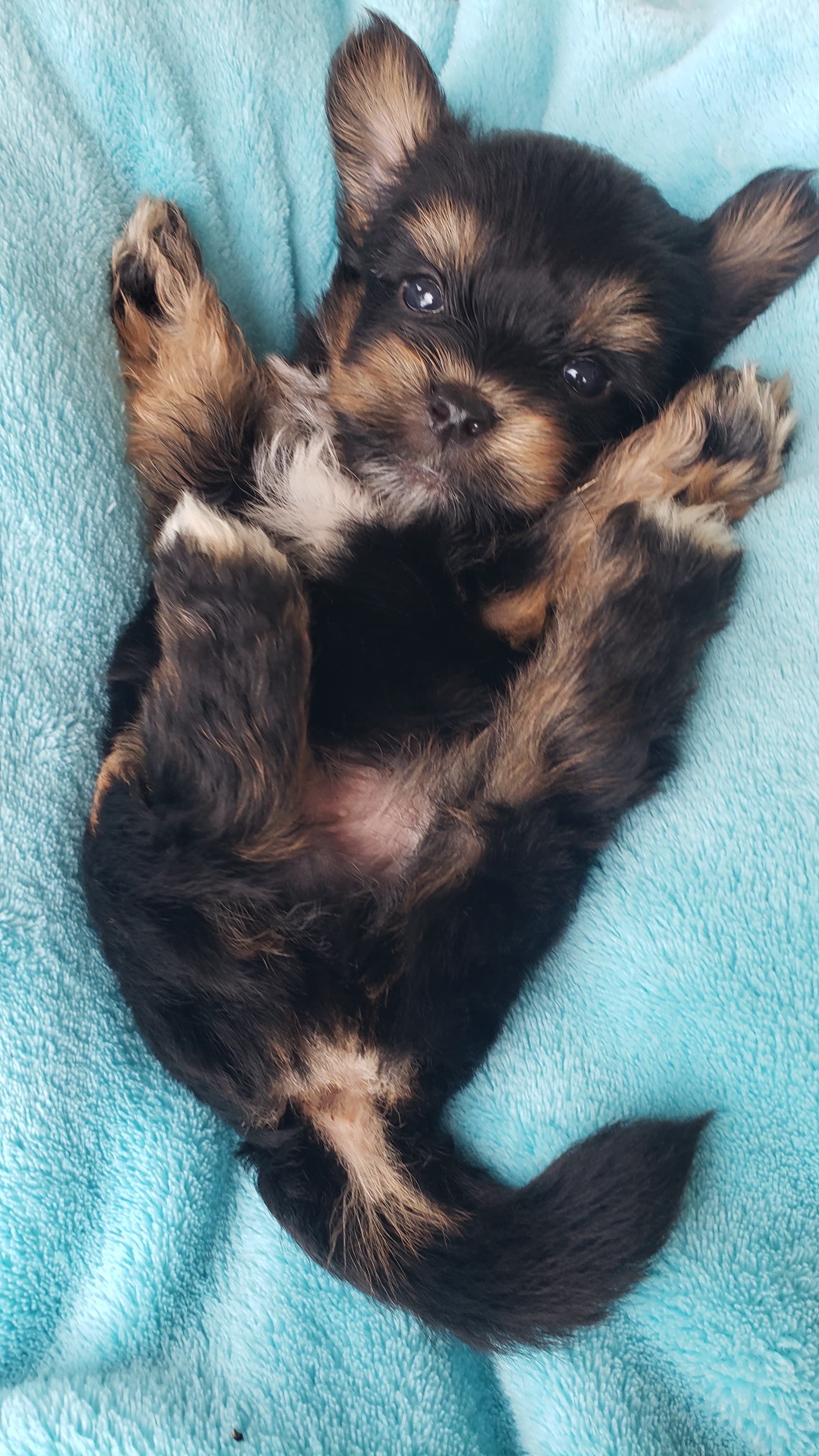 Portal Vendocão Filhote de yorkshire  Manaus