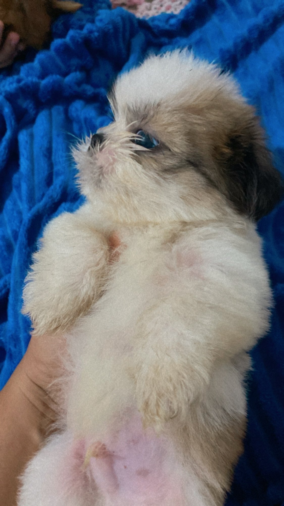 Vendo mini Shitzu  - Foto 1