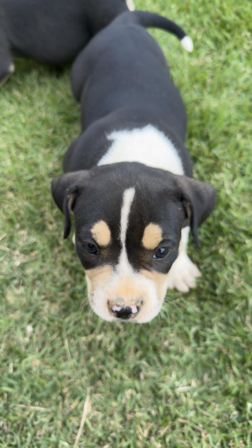 Filhote de American bully