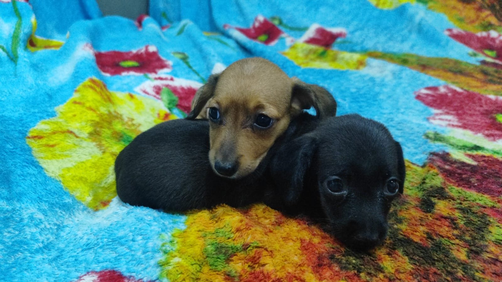 Dachshund - Foto 4