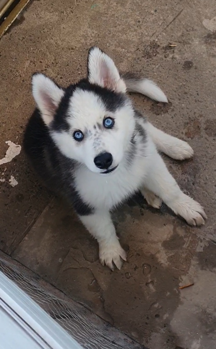Portal Vendocão Filhote de husky siberiano Recife