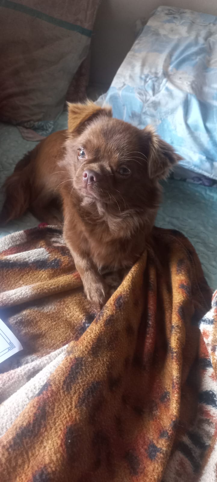 Portal Vendocão Vendo filhote de chihuahua pelo longo com pedigree cbkc chocolate Macho  Juiz de fora 