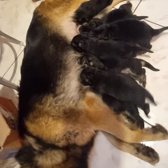 Lindos Filhotes de Pastor Alemão Manto Negro - Foto 2