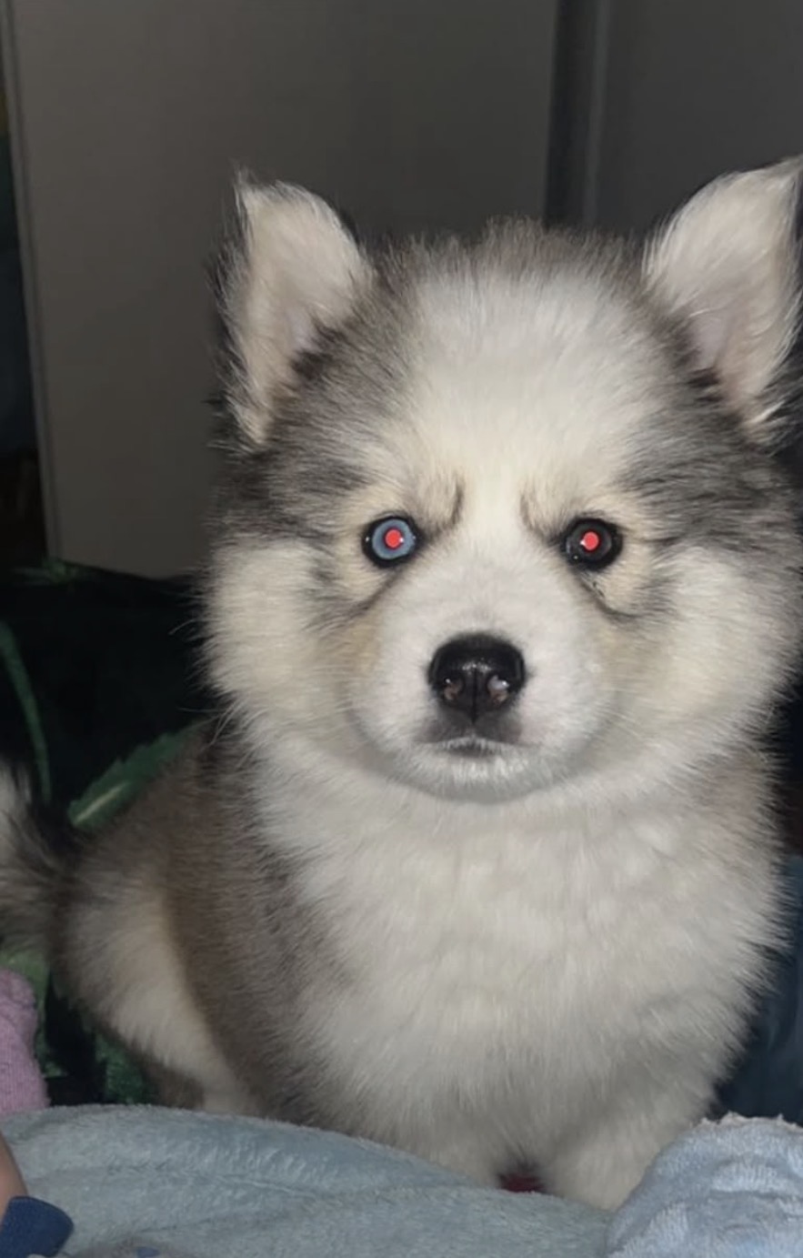 Husky siberiano fêmea 