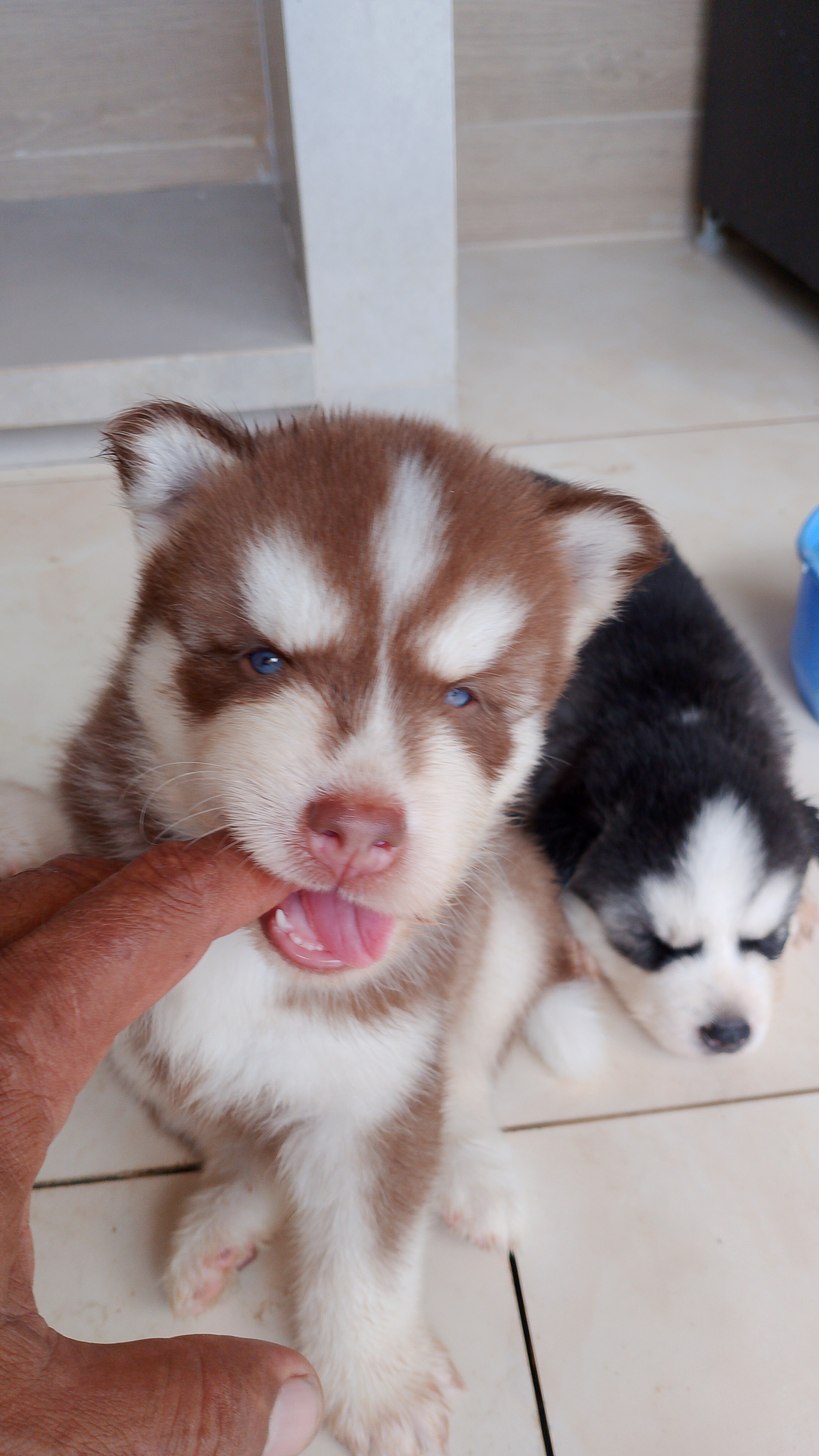Portal Vendocão Lindos husky siberiano  Recife