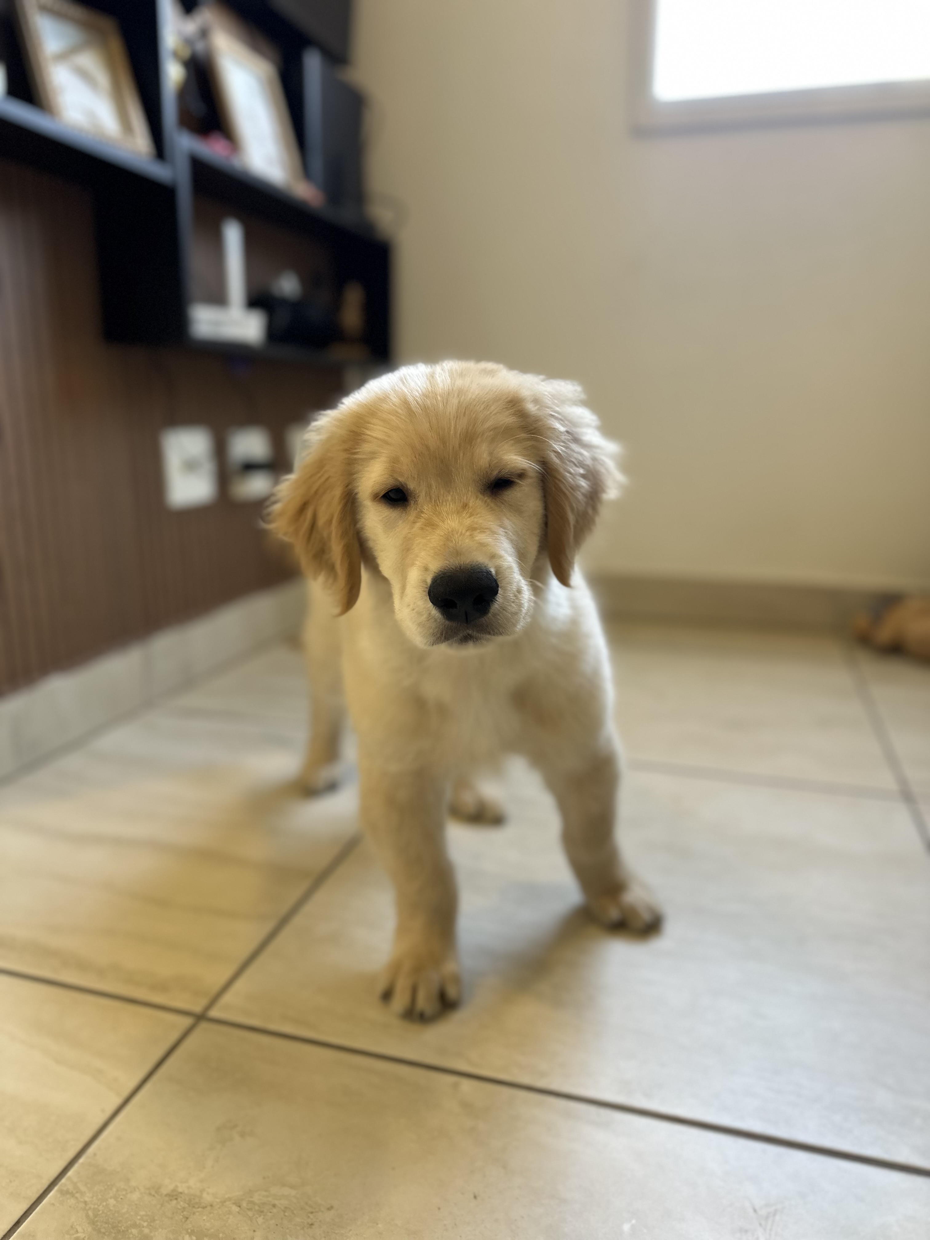 Portal Vendocão Venda Golden Retrivier  Belo Horizonte 
