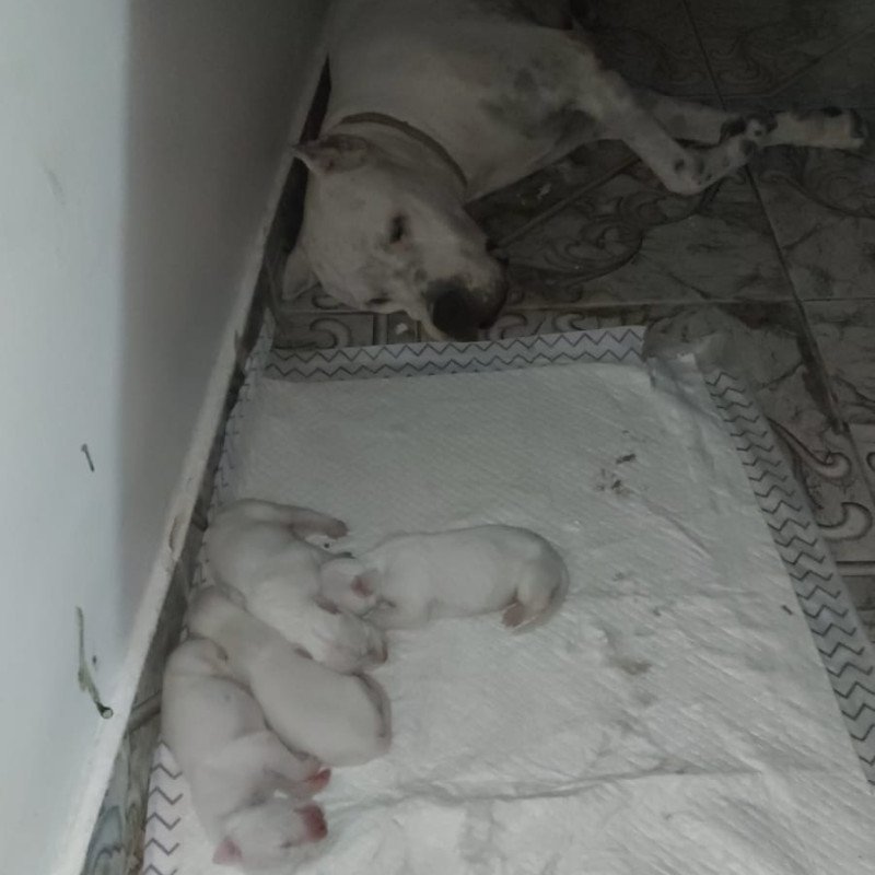 Filhotes Dogo Argentino Ótima Linhagem - Foto 2