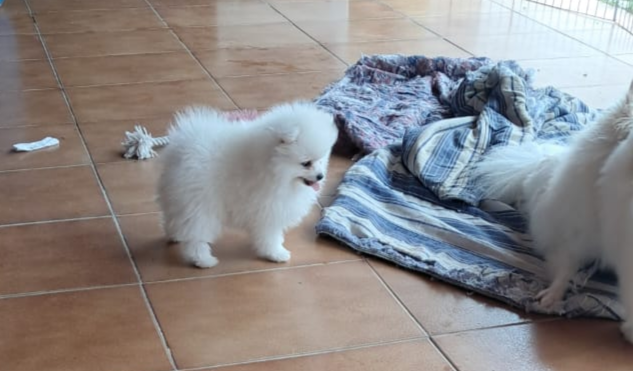 Vendo ou troco por produtos e/ou serviços do meu interesse 