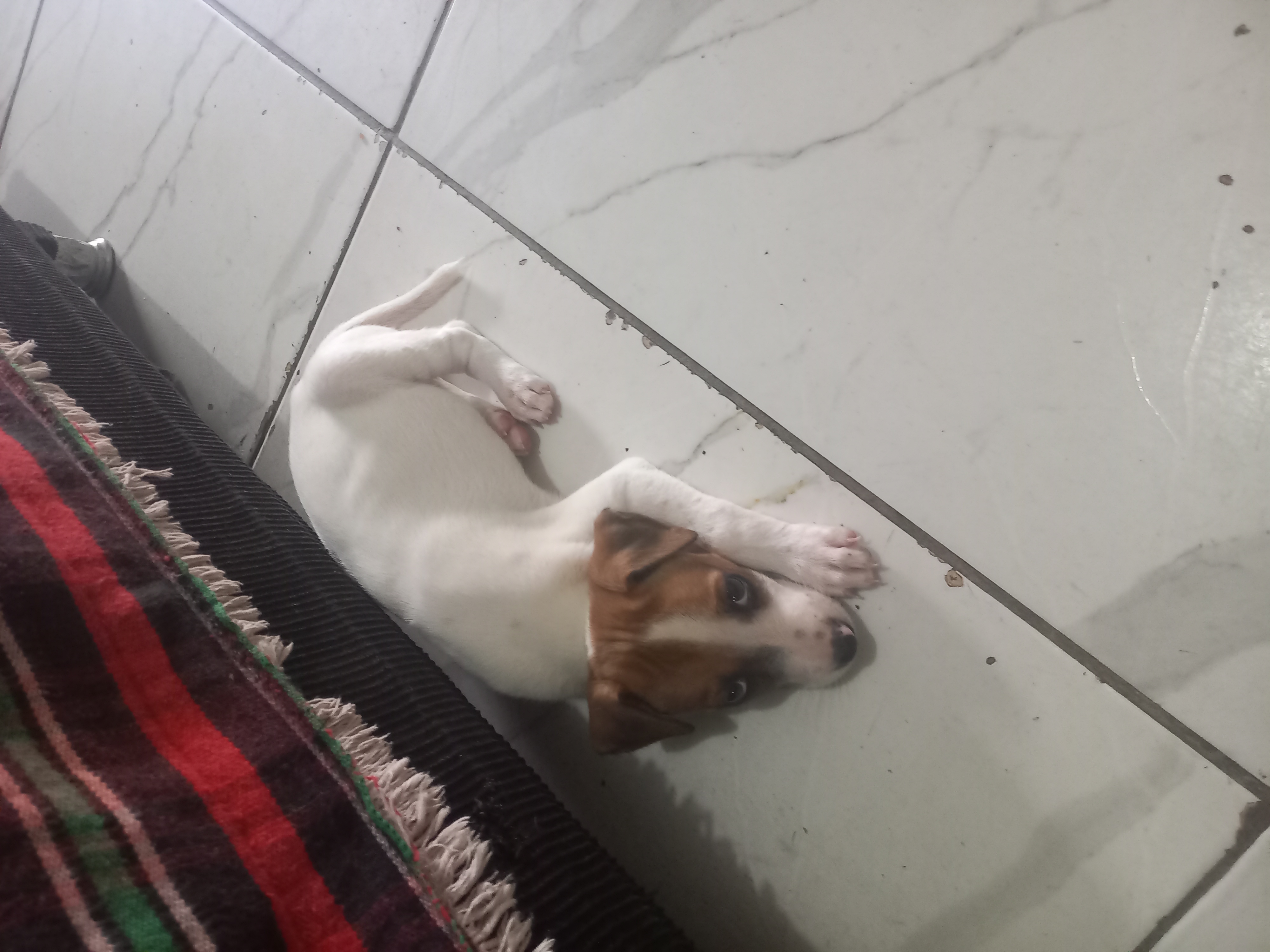 Portal Vendocão vendo filhote de jack russell terrier Teresina 