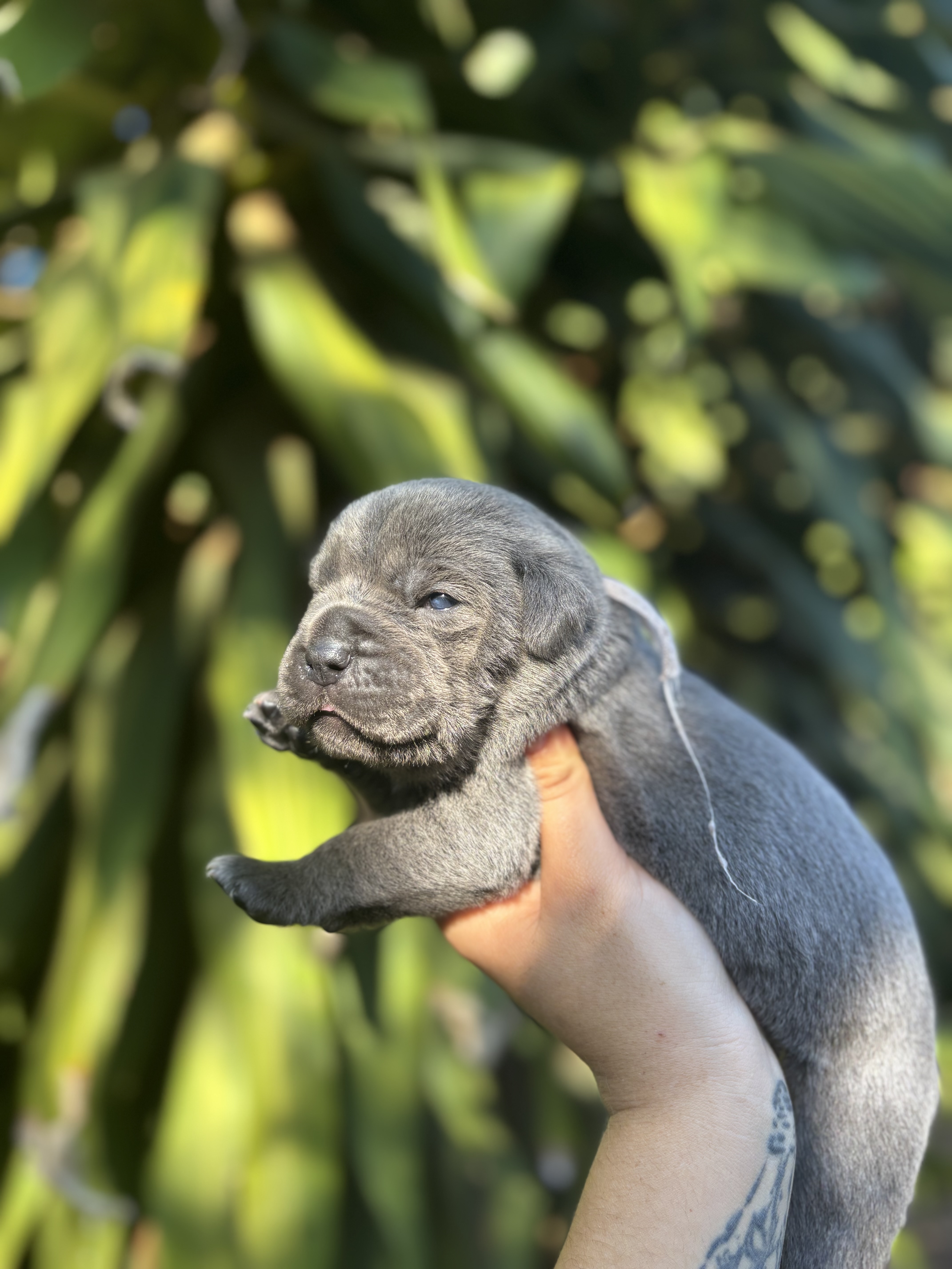 Portal Vendocão Cane Corso Cinza 5 fêmeas e 1 macho  Campinas sp 