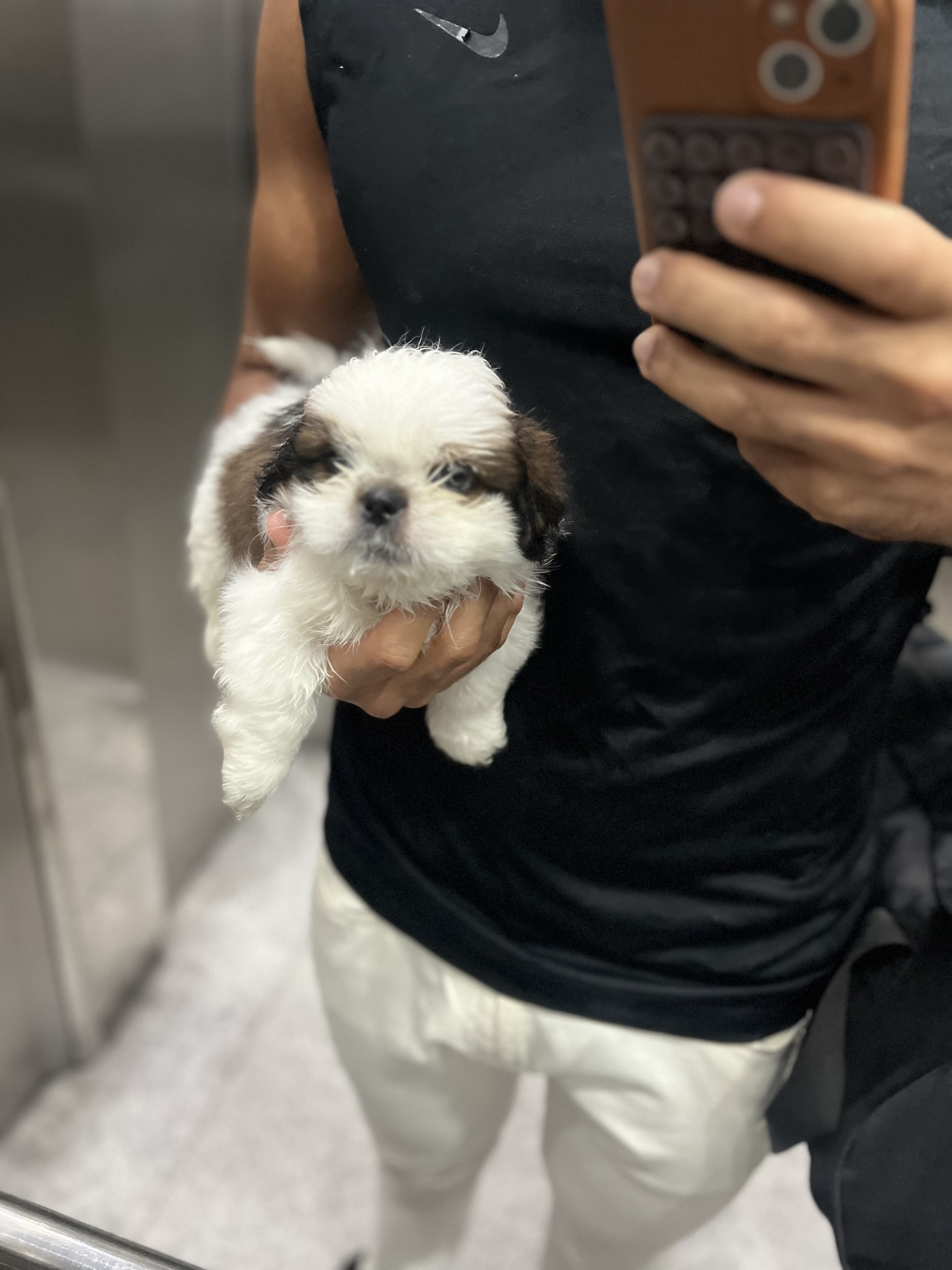 Portal Vendocão Shitszu  Boa viagem 