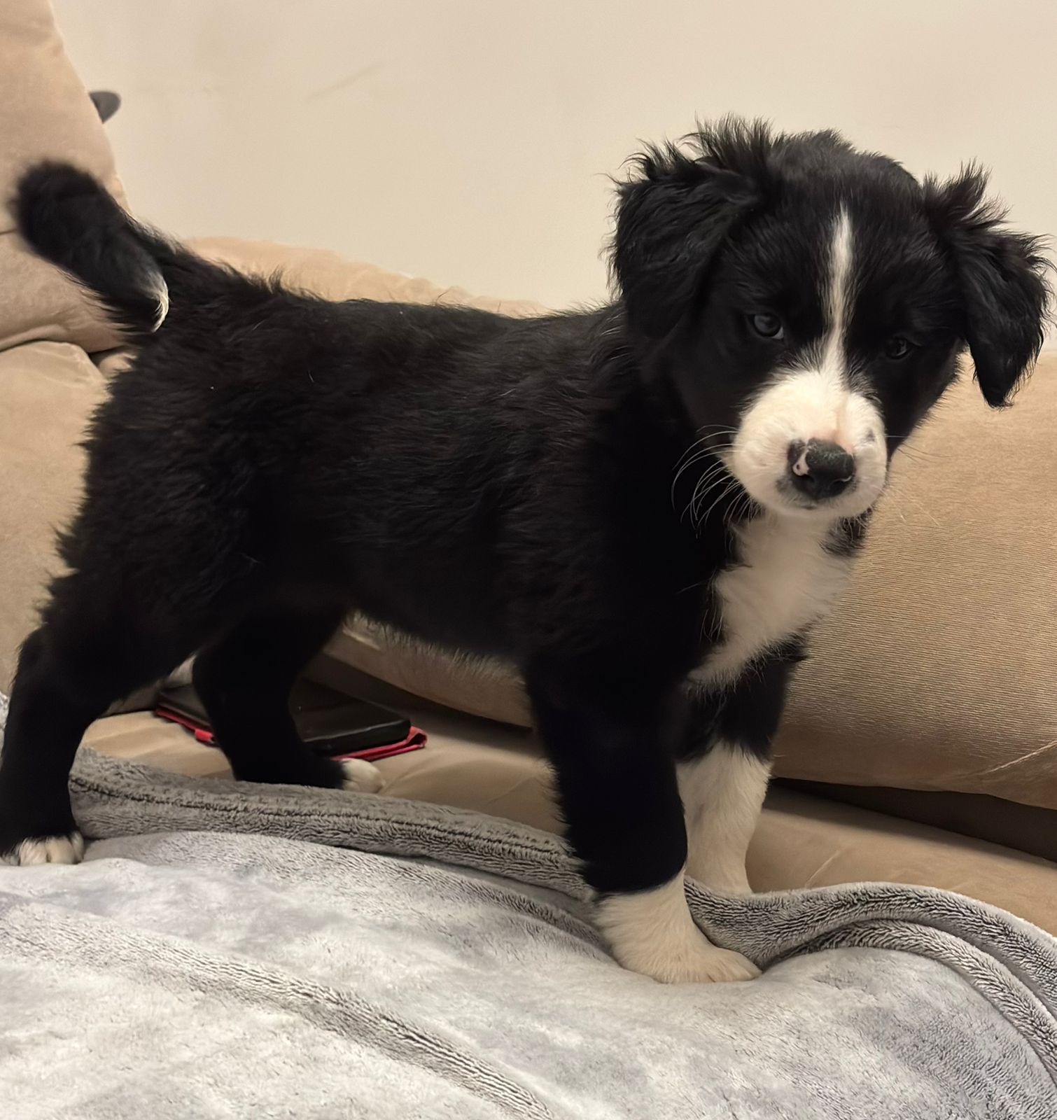Portal Vendocão Vendo boder collie Franca