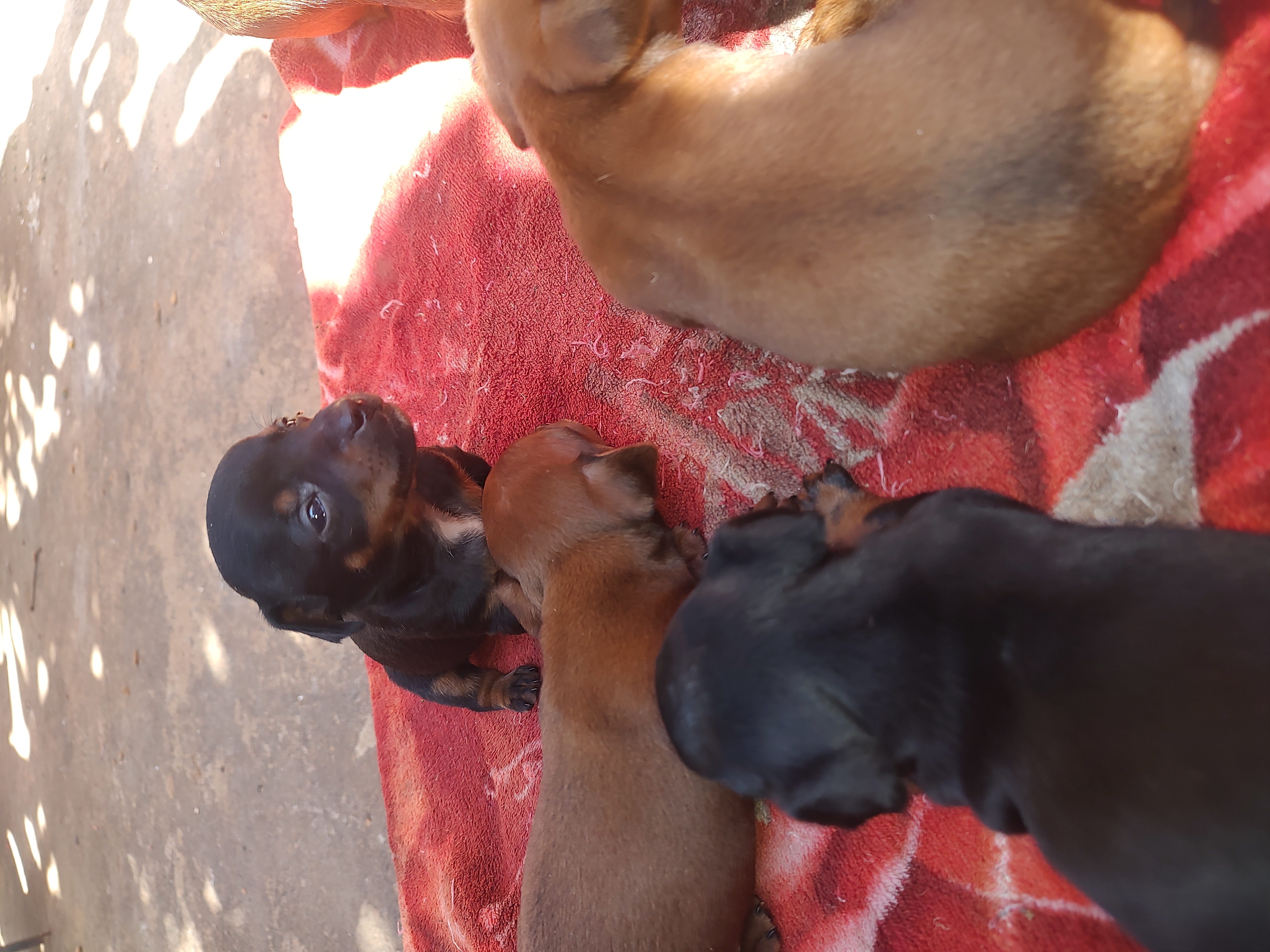 Portal Vendocão Filhote de Pinscher  ,mãe 2 e o pai 0 Tabatinga
