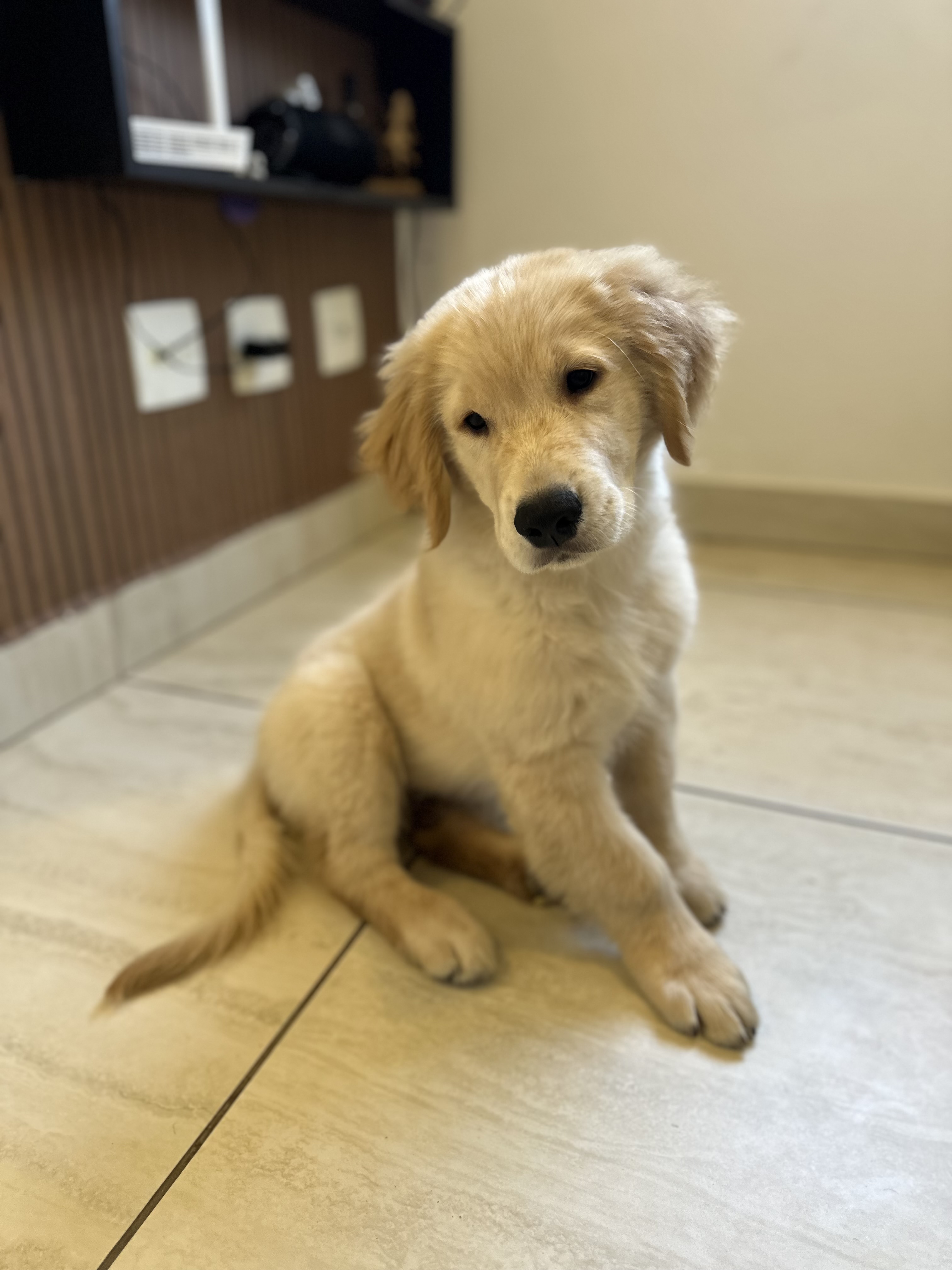 Portal Vendocão Venda Golden Retrivier  Belo Horizonte 