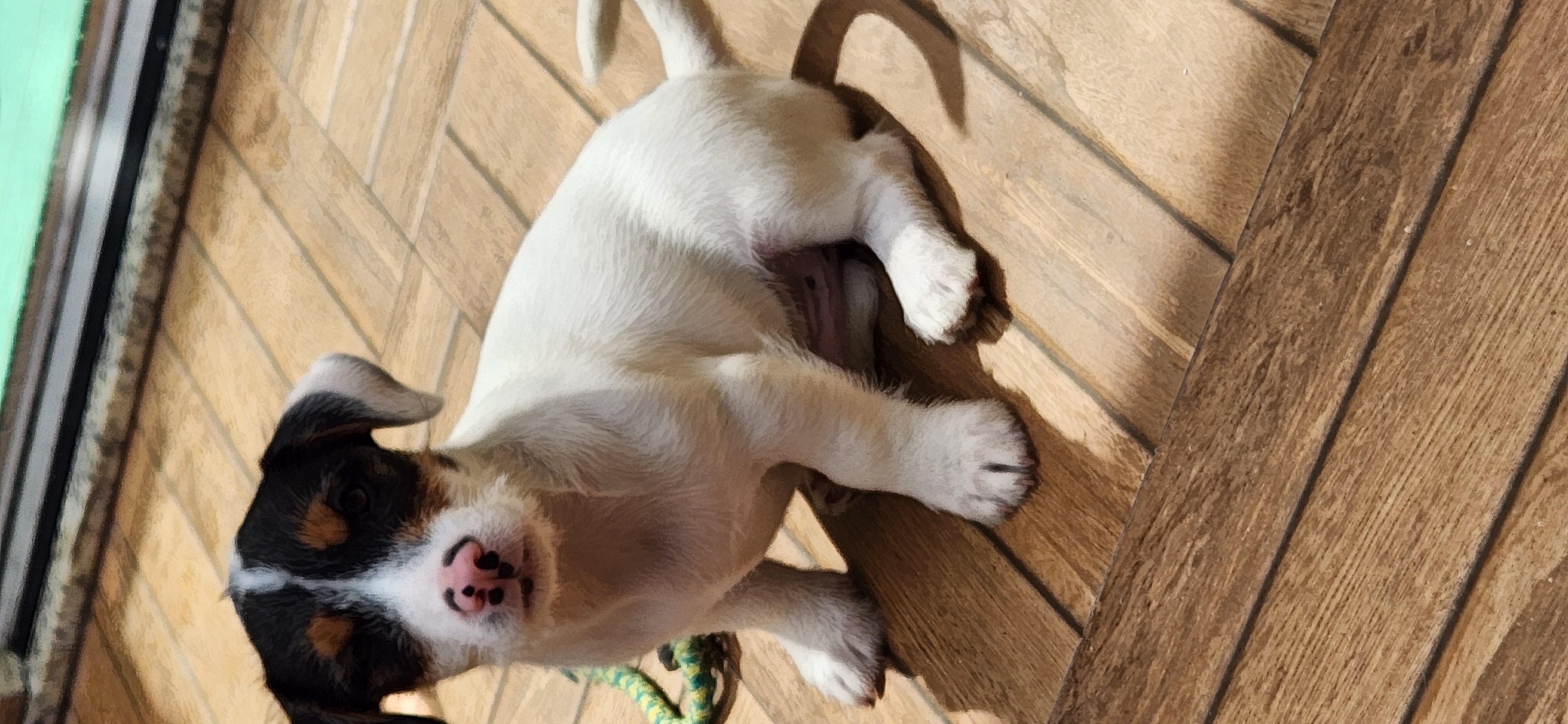 Portal Vendocão Filhotes da raça Jeck Hussel Terrier Jequié 