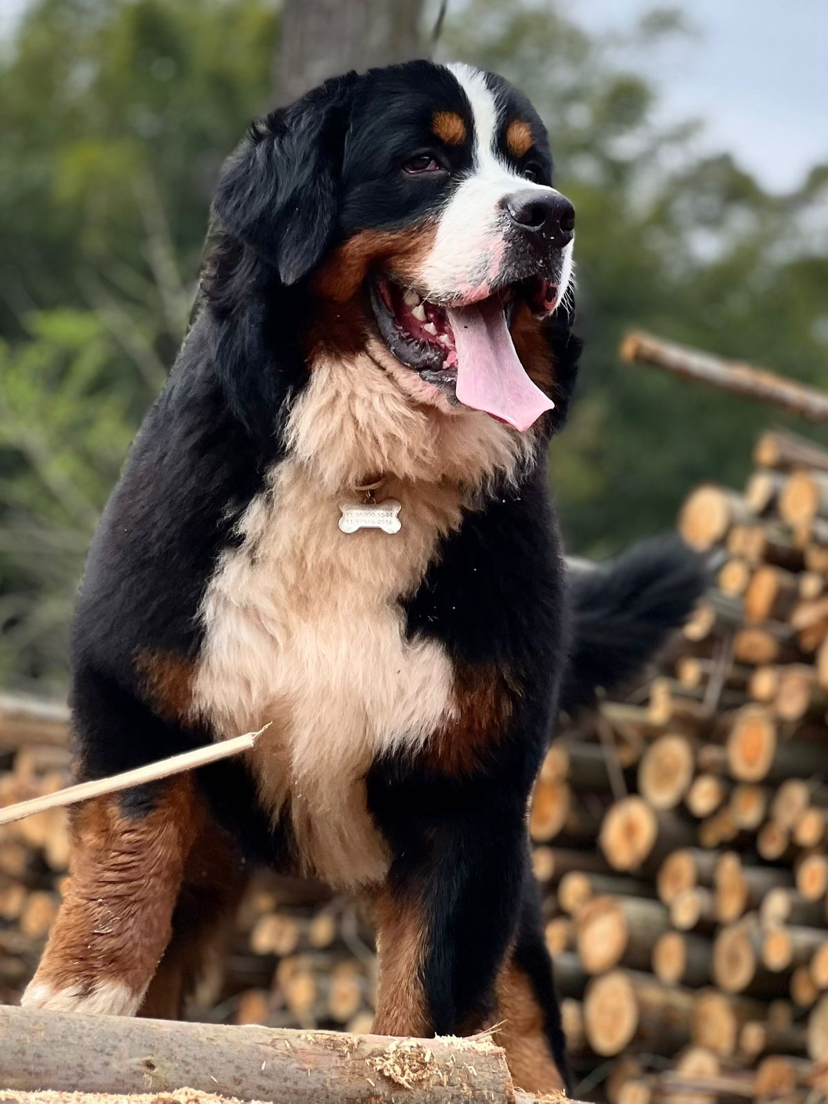 Belos Filhotes Bernese - Foto 4