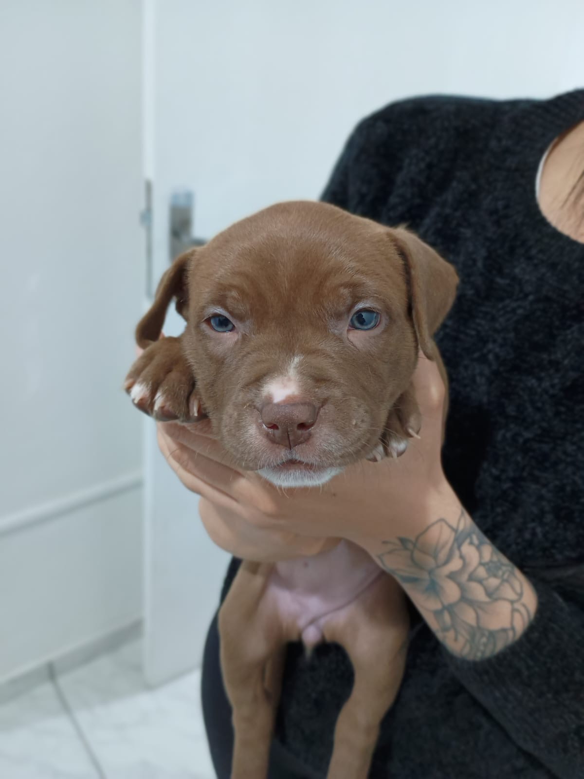 Vendo filhotes de Pitbull desverminados - Foto 4