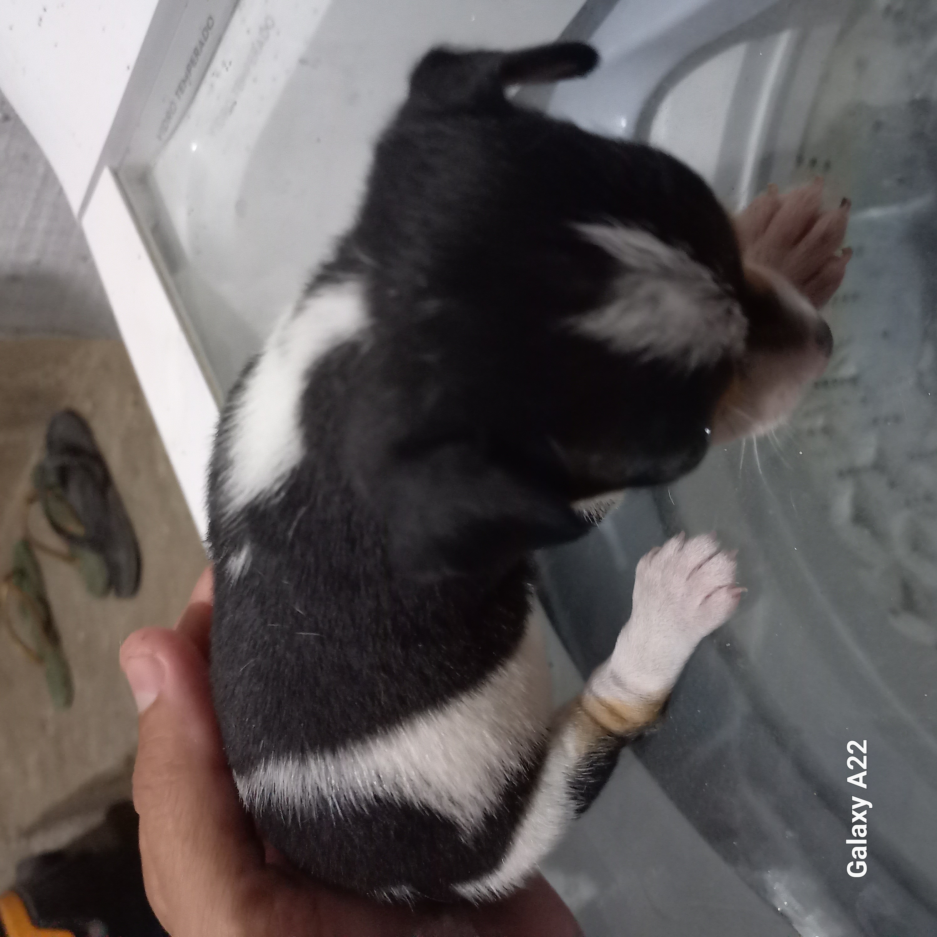 Portal Vendocão Cachorro miniatura pinsher  Olinda 