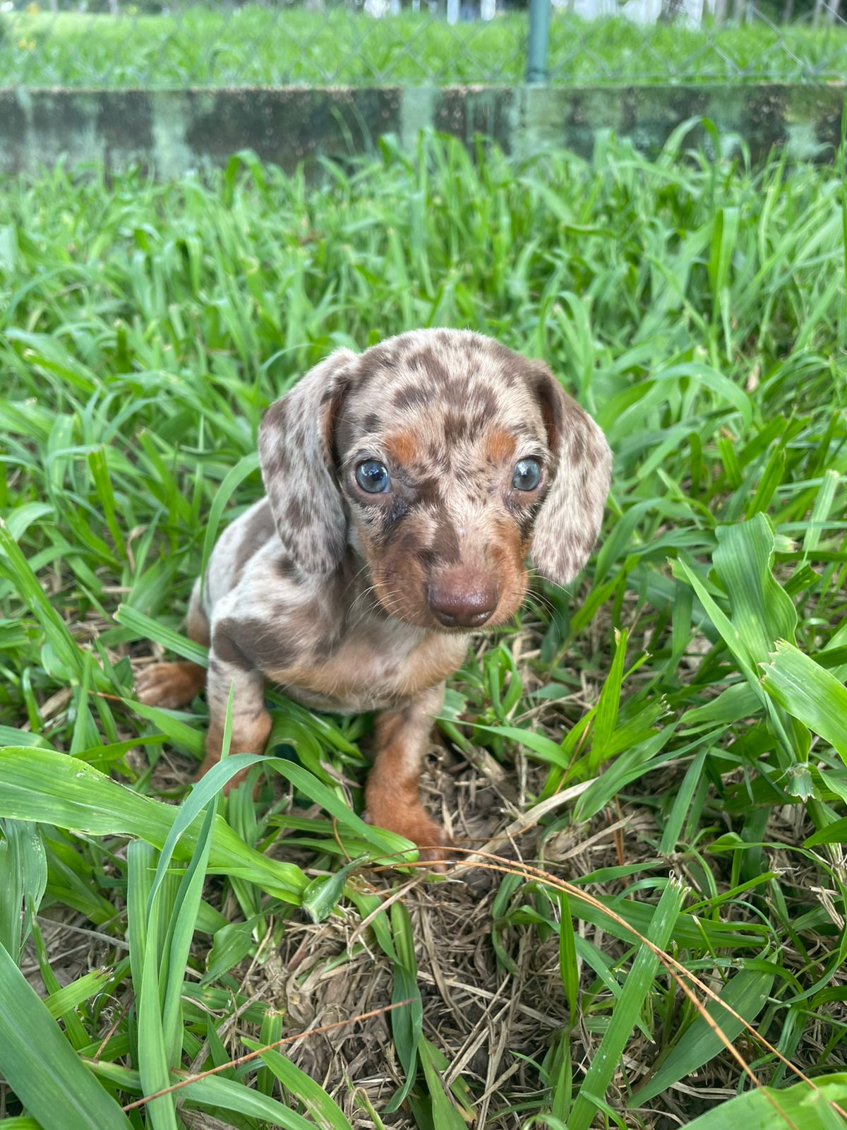 Portal Vendocão FILHOTES DE TECKEL CRIADOS E ENTREGUES POR MÉDICA VETERINÁRIA.CÃES LINDOS. São Paulo