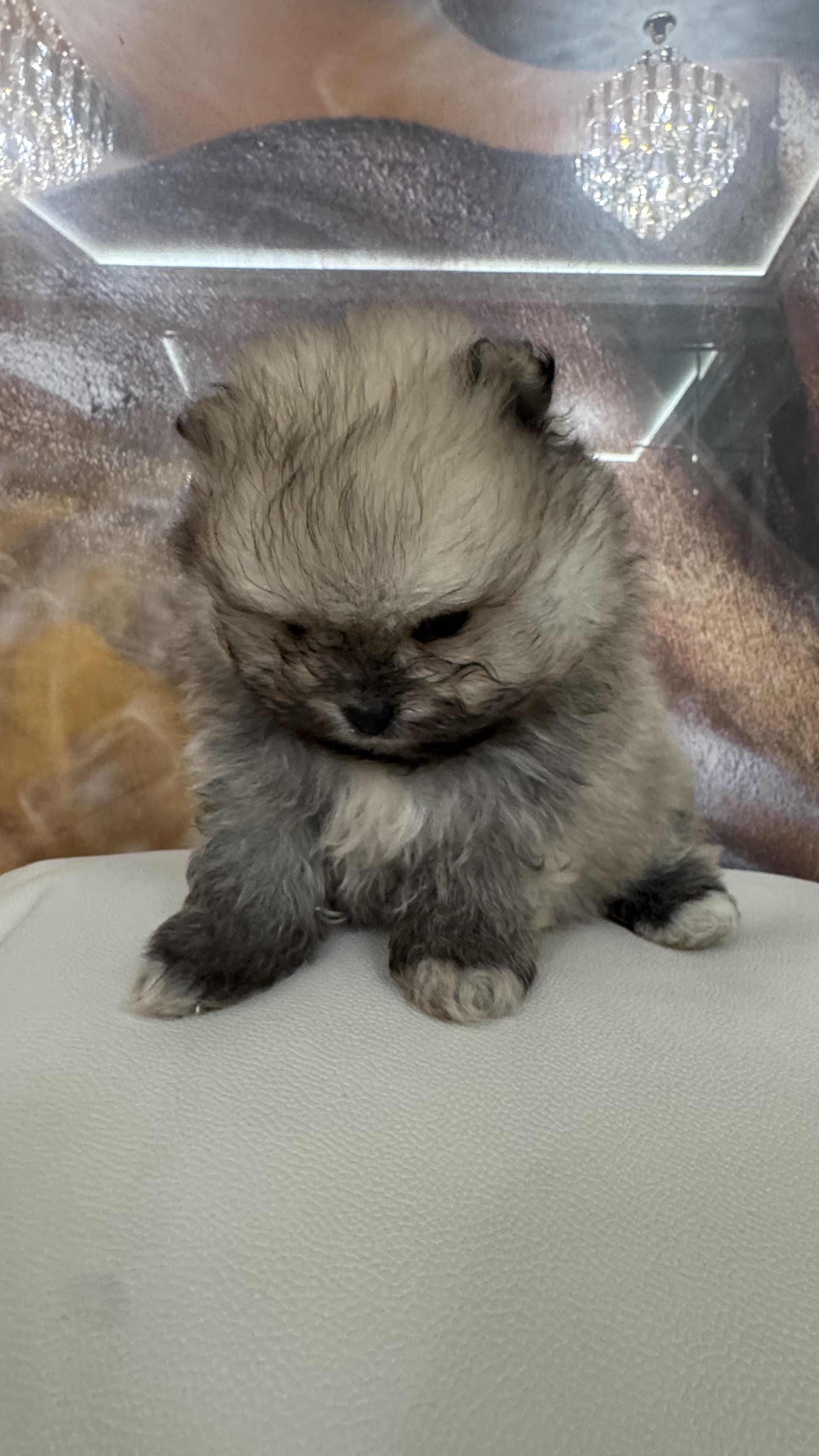 Portal Vendocão FILHOTES DE SPIZT ALEMÃO - MICRO E ANAO  sao paulo