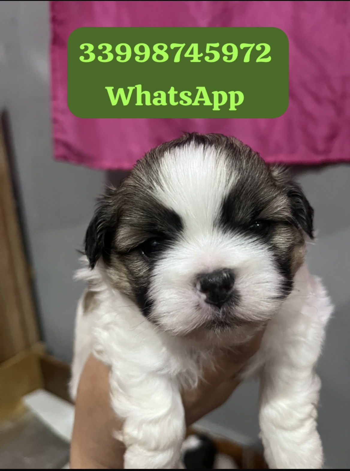 Portal Vendocão Filhotes de lhasa apso e filhotes de Shih tzu  Manhuaçu 