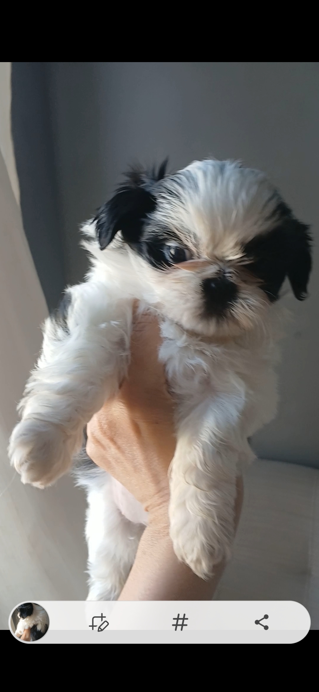 Portal Vendocão Filhote de shihtzu mini Brasília DF