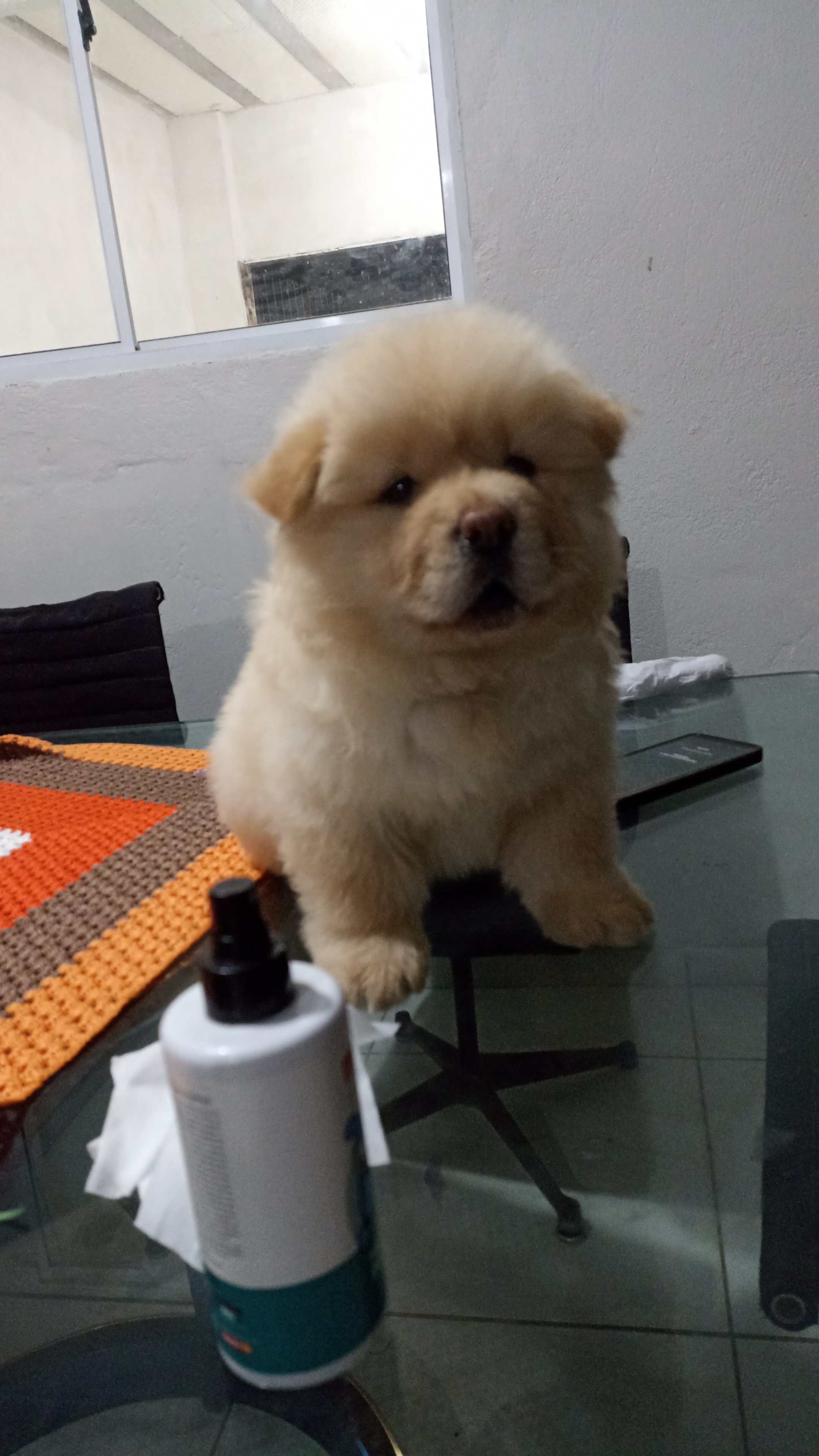 Portal Vendocão Filhote Chow Chow Vacinados Recife