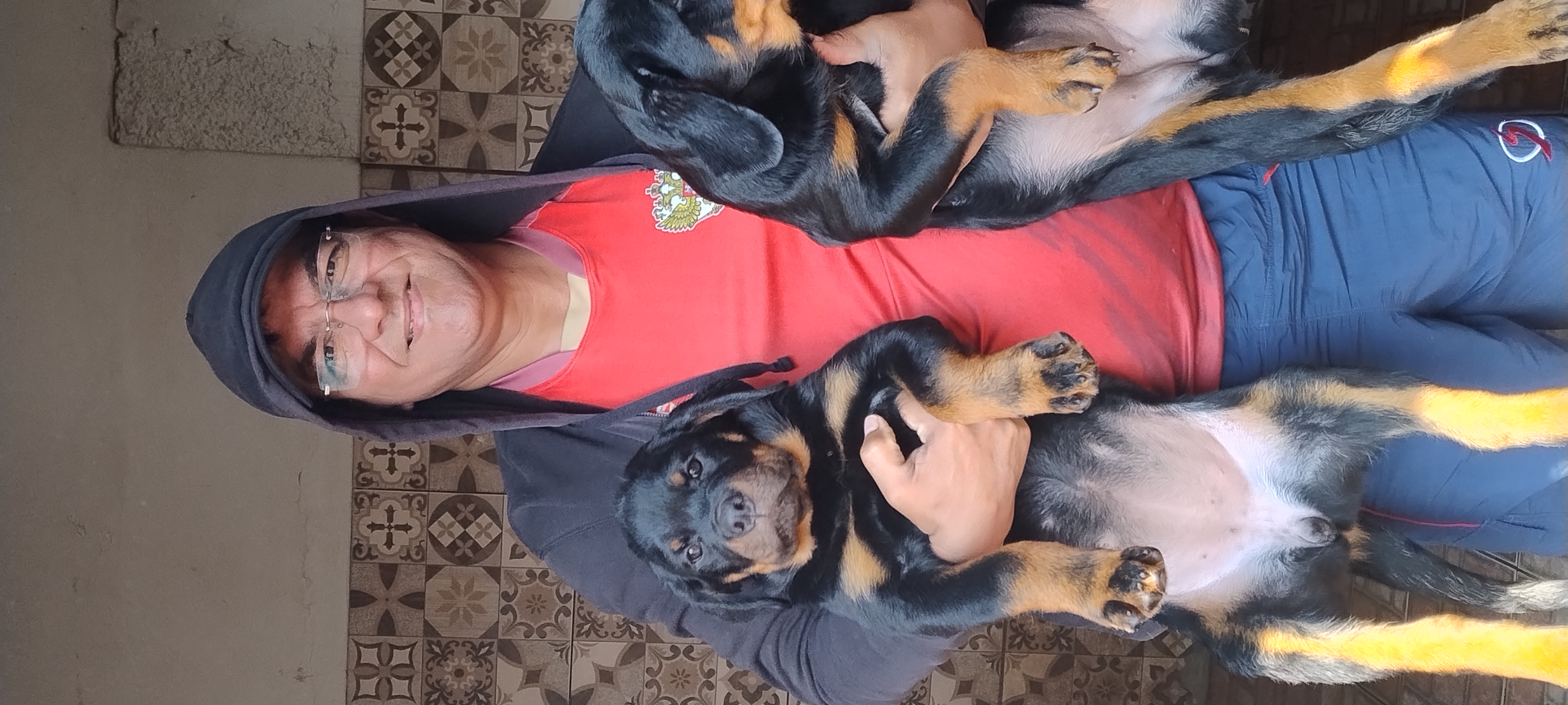 filhotes de Rottweiler Santo Antônio do Leverger