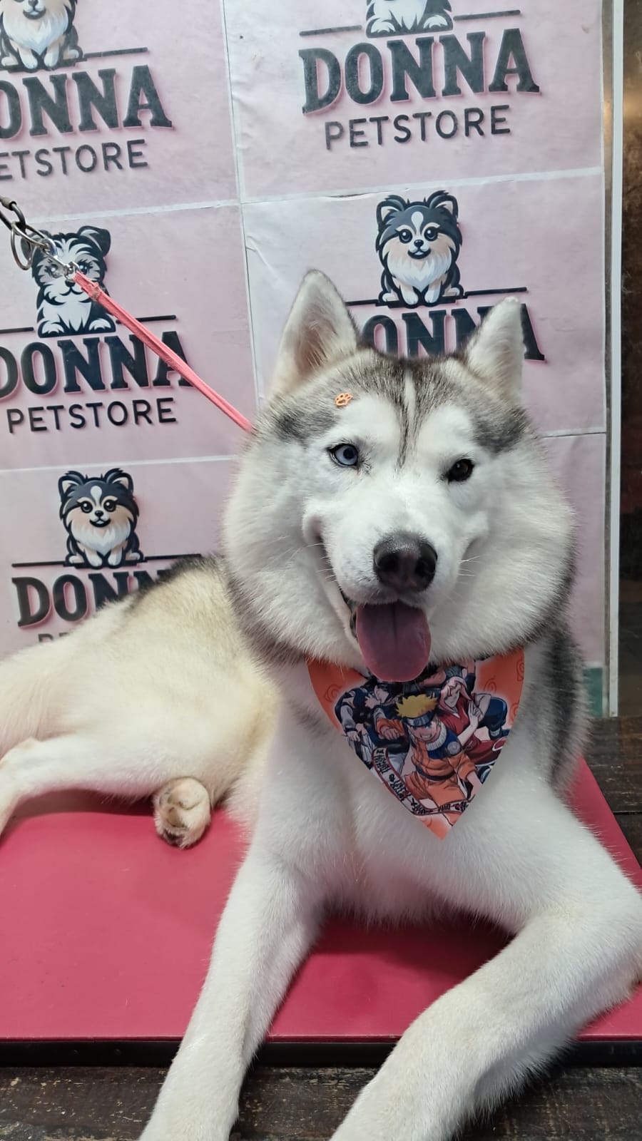 Vendo Husky siberiano  - Foto 3