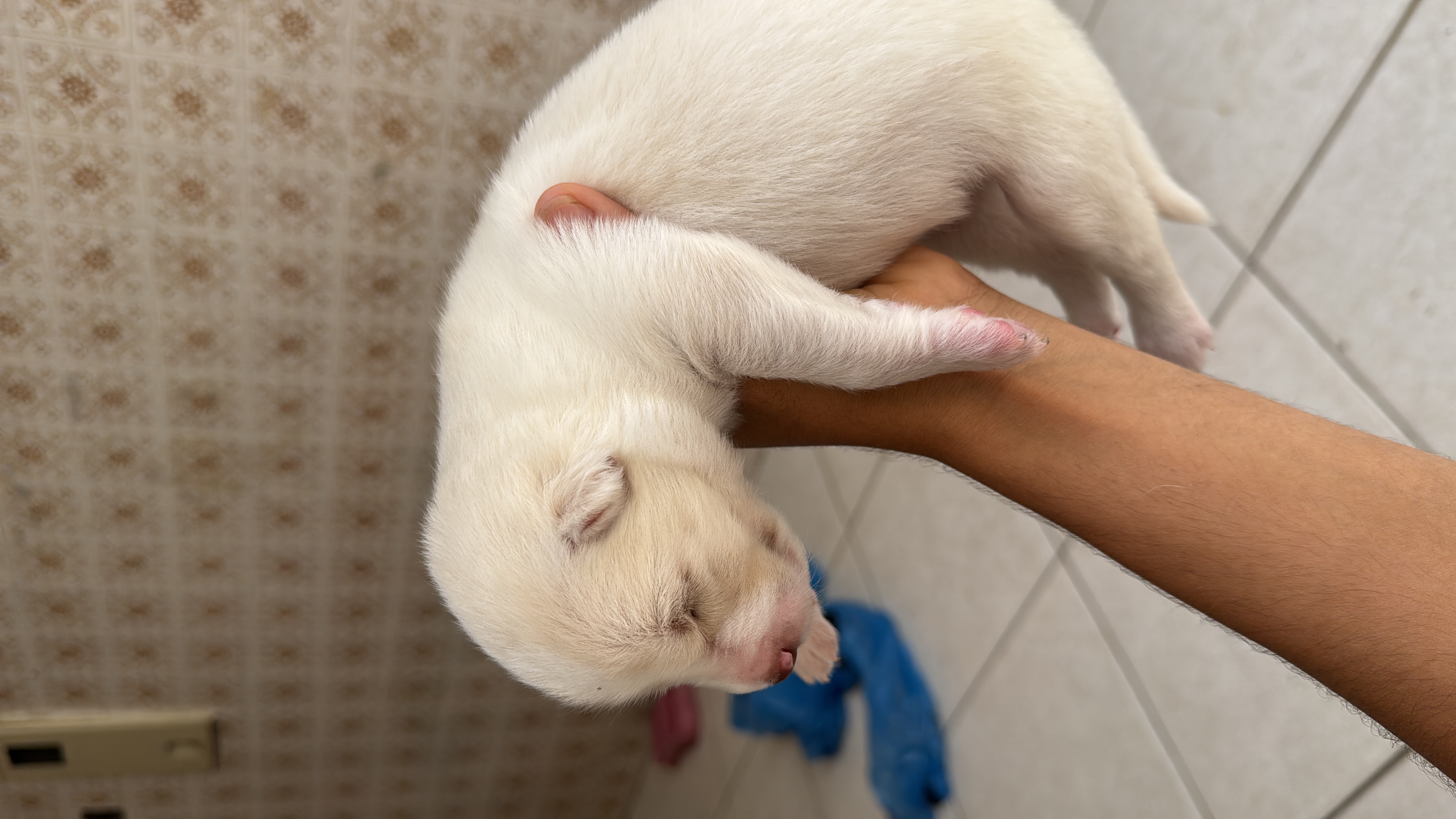 Portal Vendocão Husky siberiano Holly Itabaiana