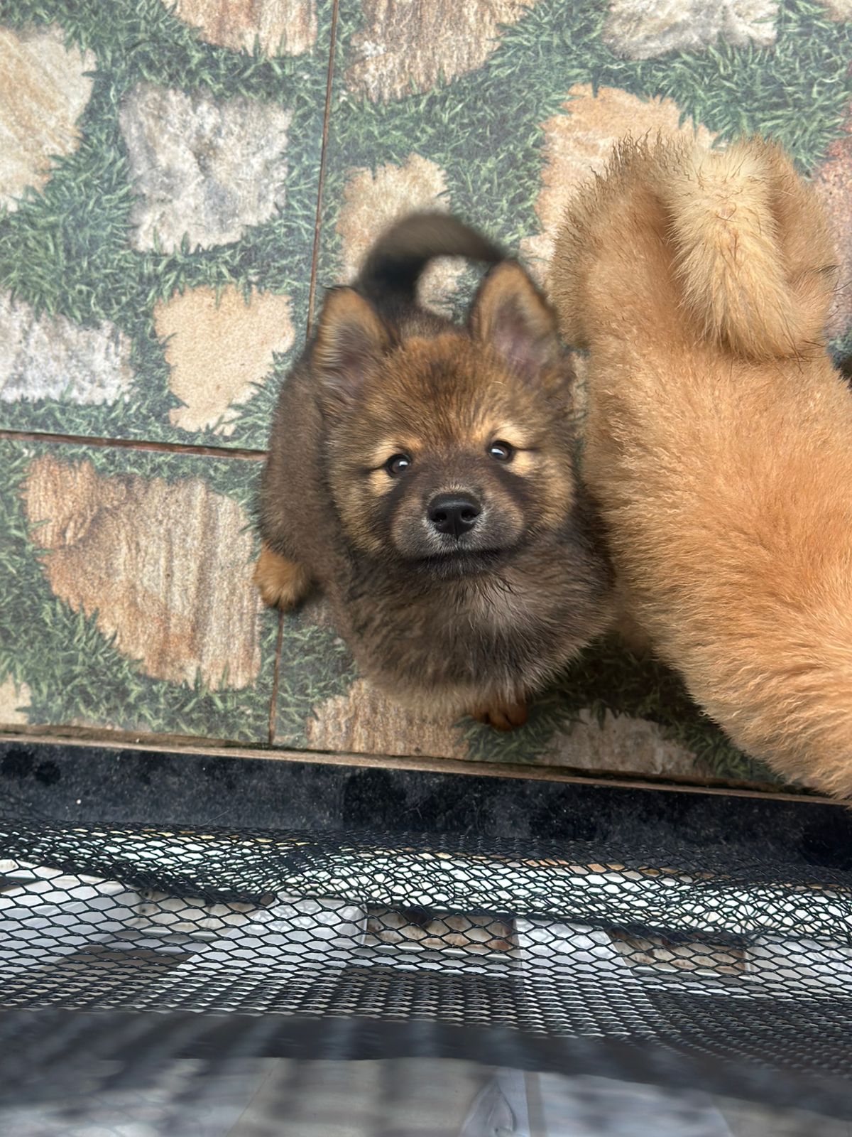 Portal Vendocão Filhote de Chow Chow misturado com Husky Siberiano São Luís