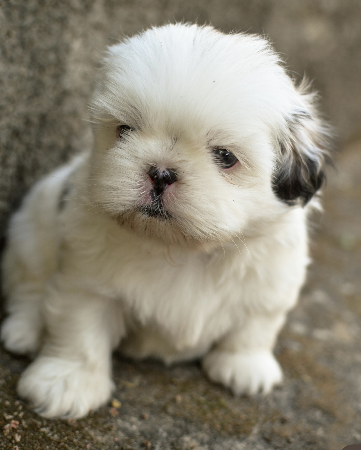 Portal Vendocão Vendo shihtzu  Joinville 