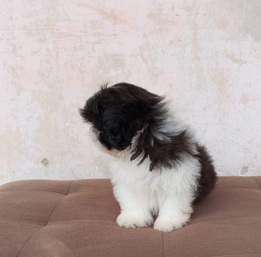 Portal Vendocão Fihote shihtzu fêmea  Vitória da conquista 