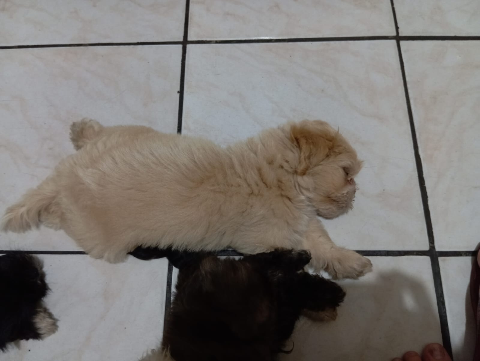 Portal Vendocão Venda Filhotes Belém 