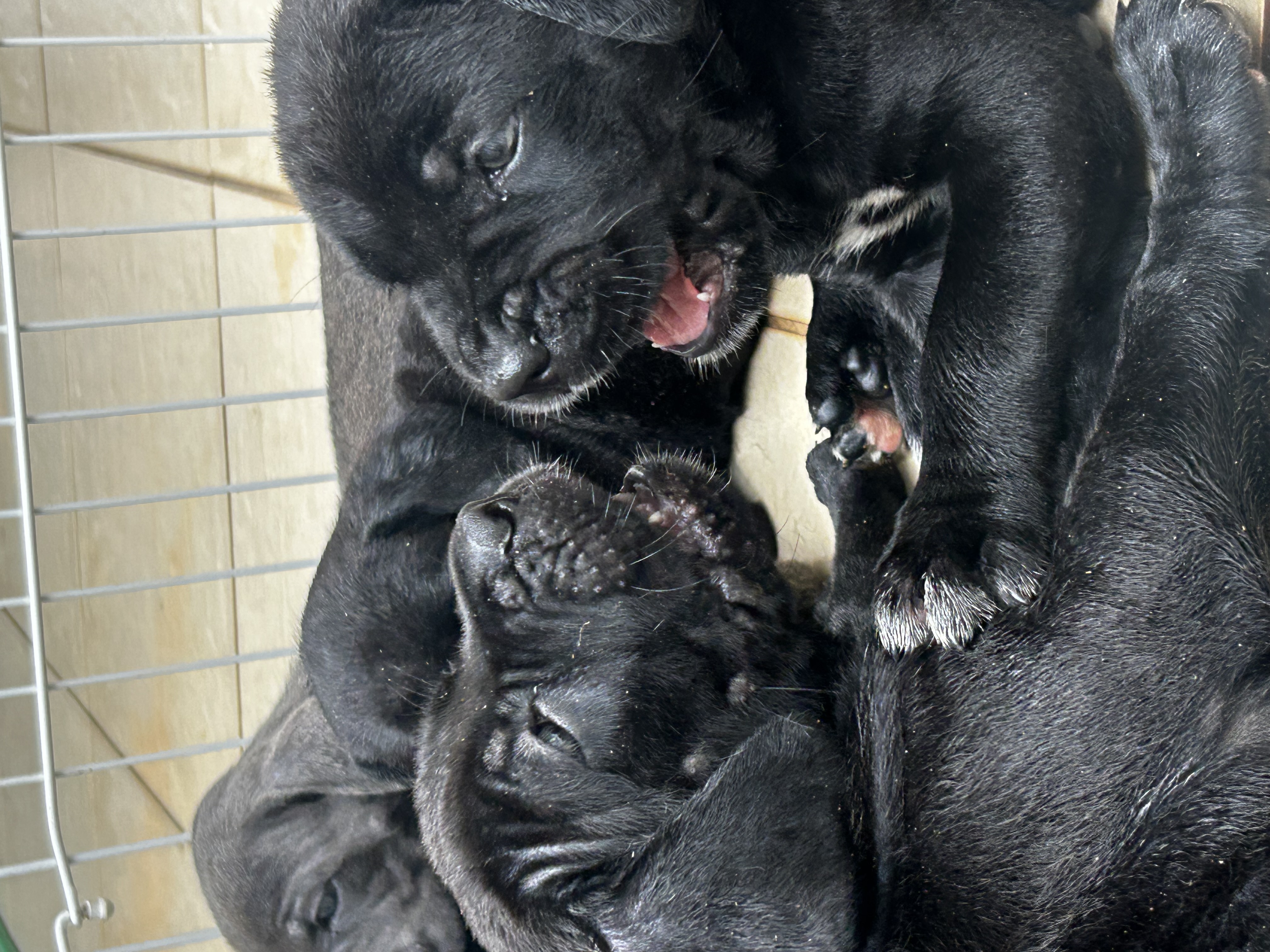 Lindos e fortes filhotes de Cane Corso Italiano à venda - Foto 2