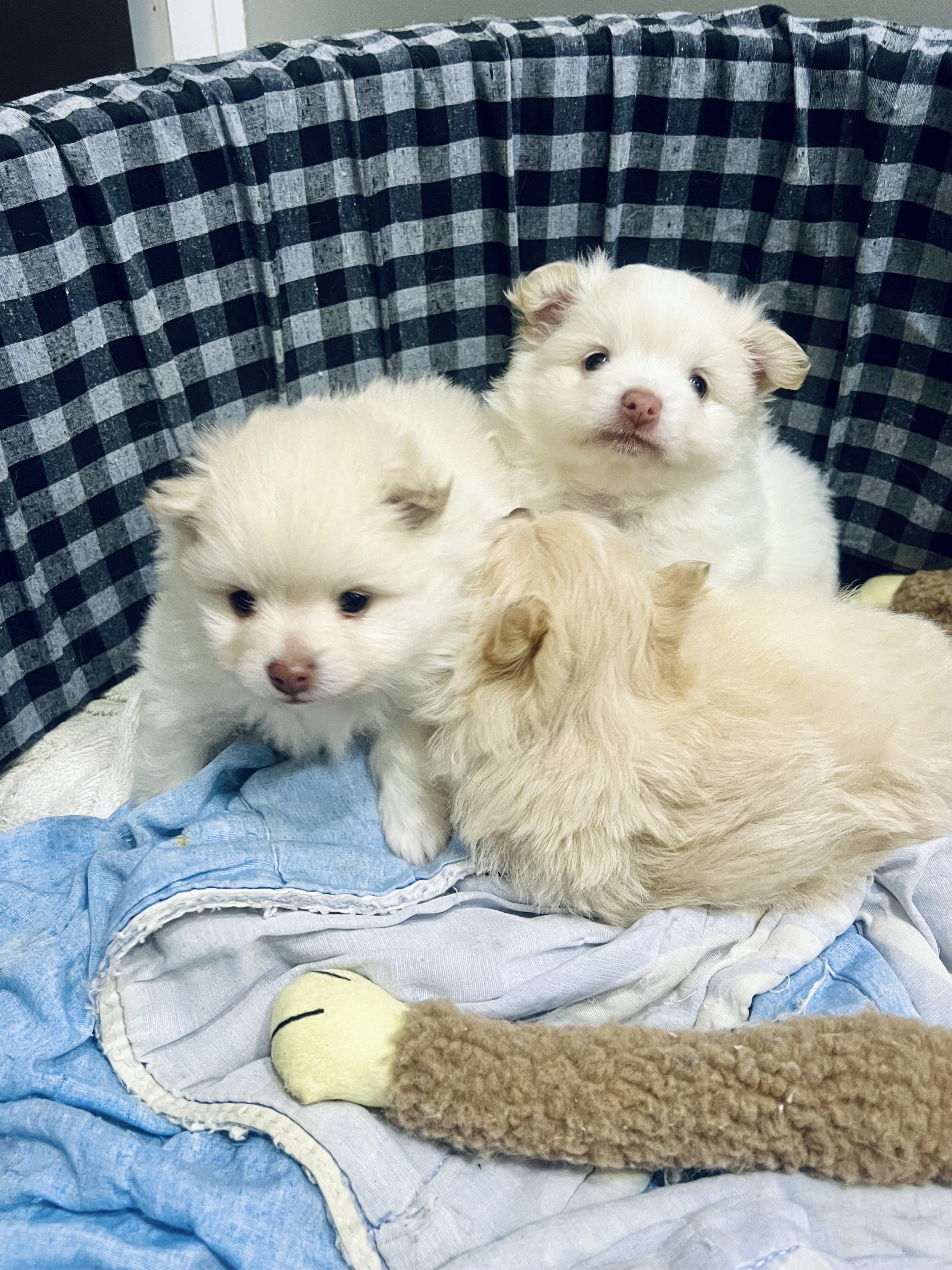 Lulu Pomerania
