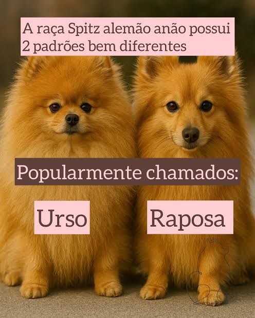 Lulu da pomerania ( ursinho ) - Foto 4