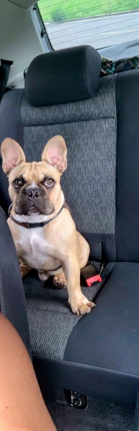 Lindo Bulldog Francês - Foto 2