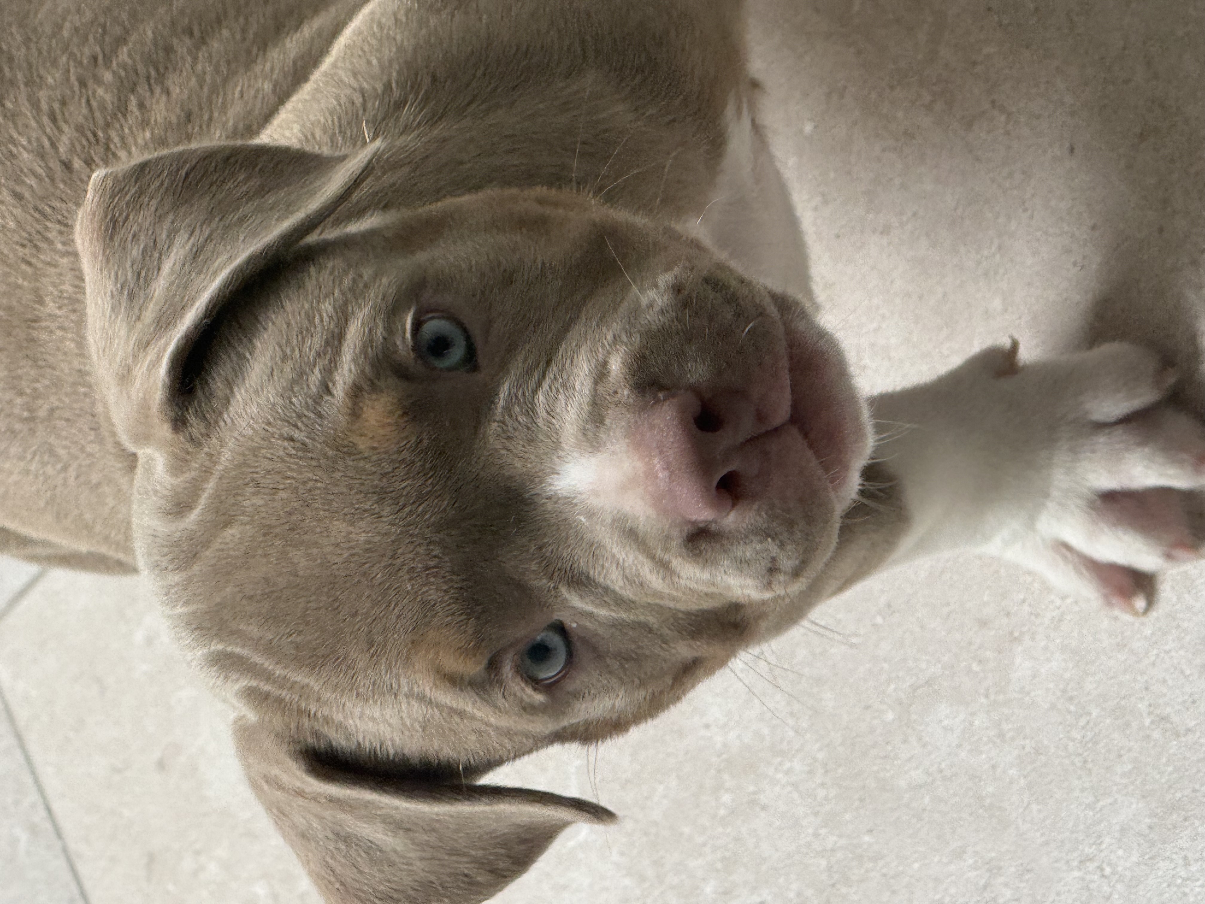 Portal Vendocão American Bully com Pedigree Rio de Janeiro
