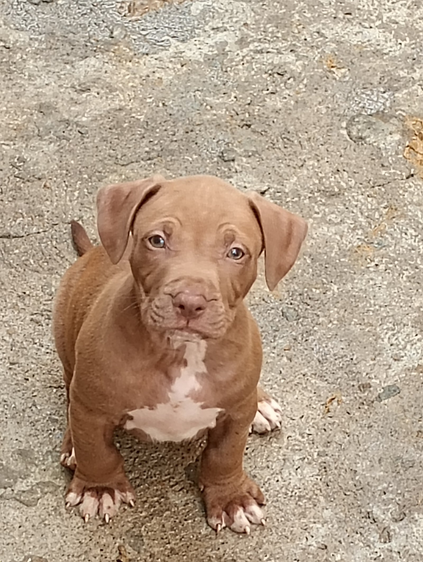 Pitbull - Foto 3