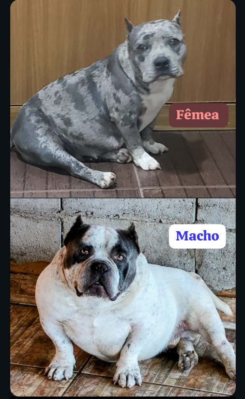 American Bully pocket  - Foto 1
