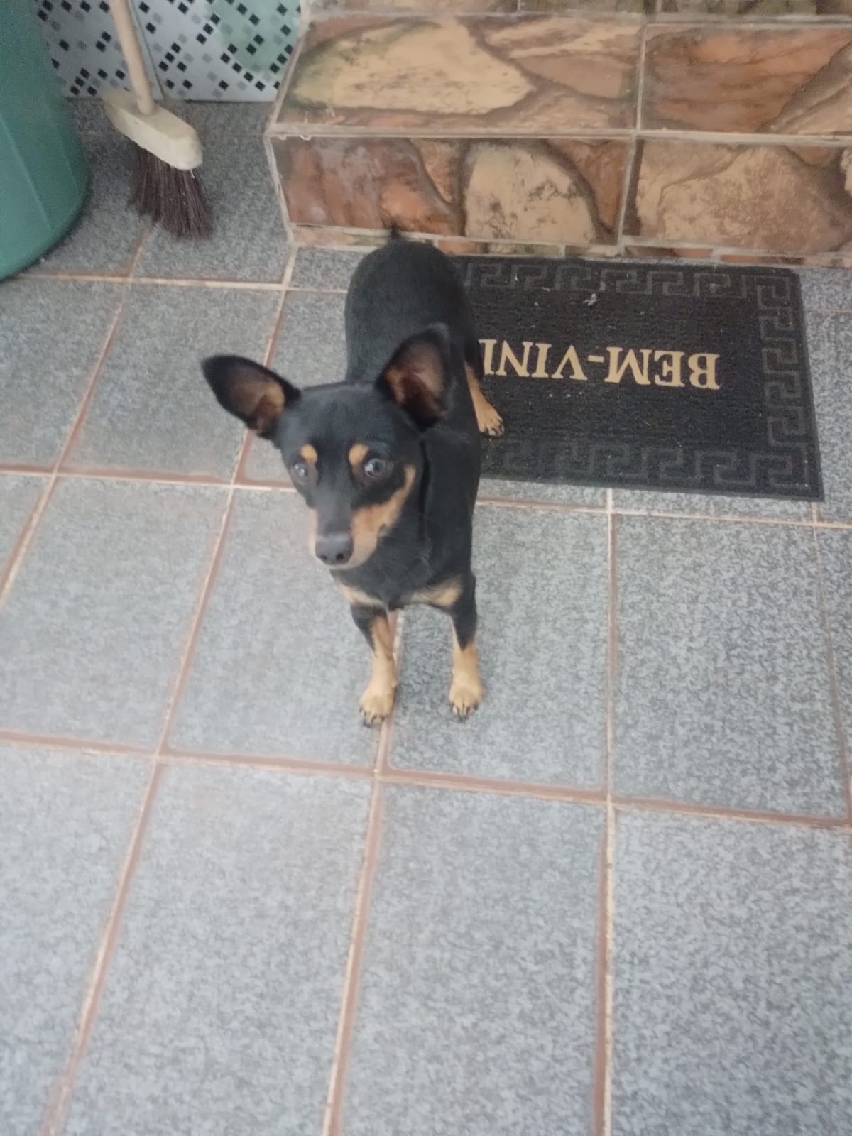 Portal Vendocão Vendo pinscher  SALVADOR