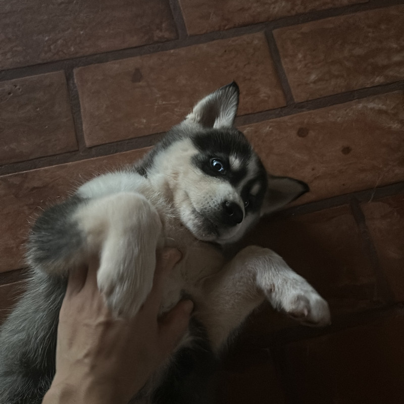 Lindo filhote de husky - Macho - Foto 3