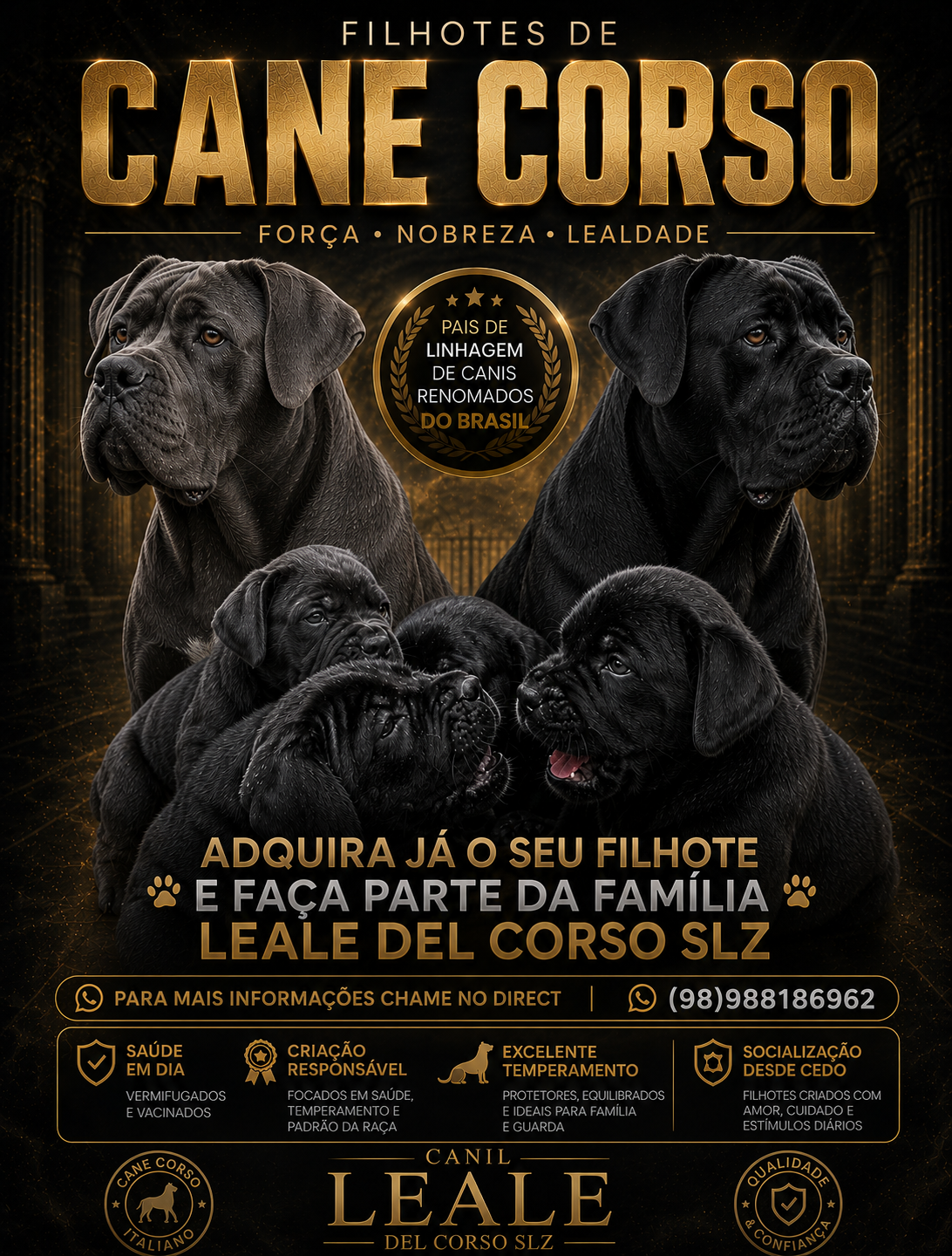 Lindos e fortes filhotes de Cane Corso Italiano à venda - Foto 1