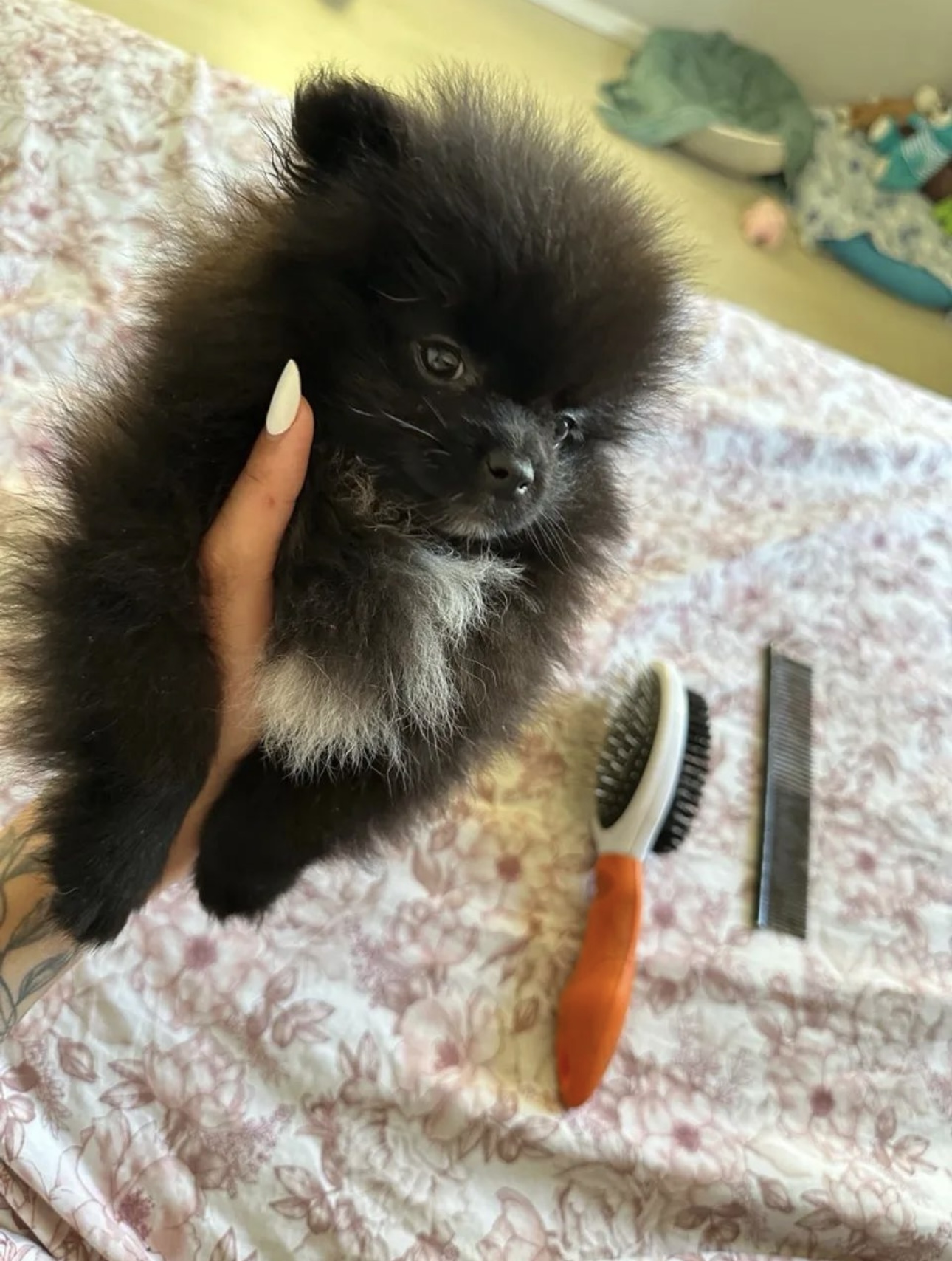 Lulu da pomerania (femea filhote) - Foto 2