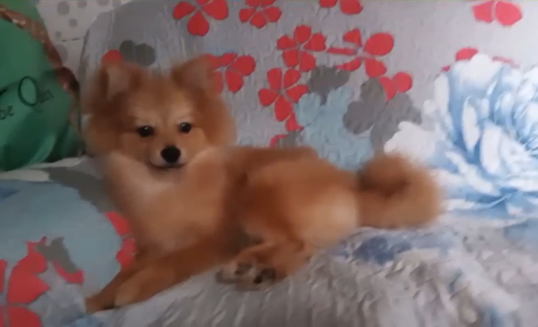 Portal Vendocão Filhote de Spitz Alemão Macho BELÉM