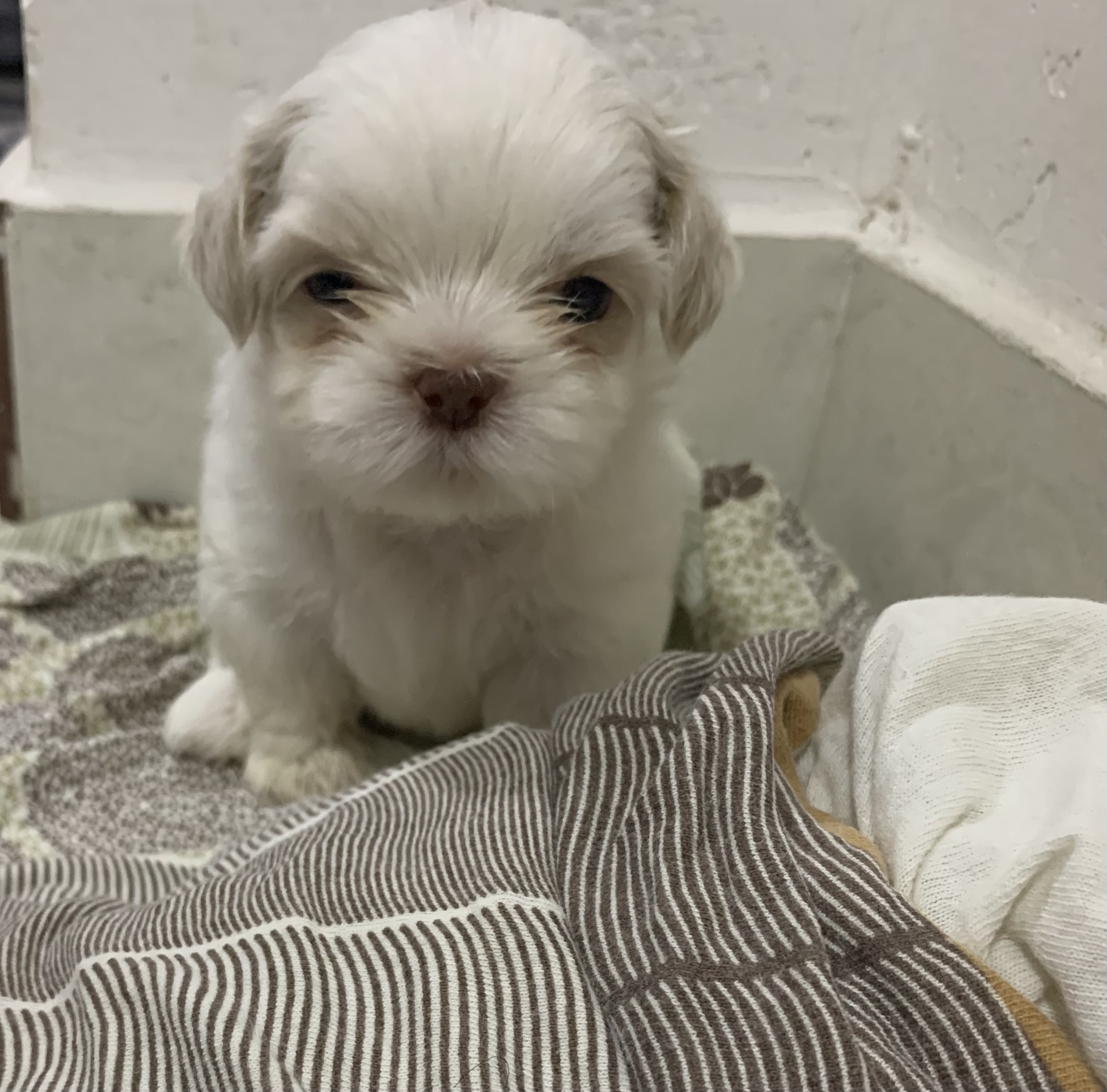 Vendo lindos filhotes de shit szu para reserva,já vão vermifugados e com a primeira dose da vacina - Foto 4