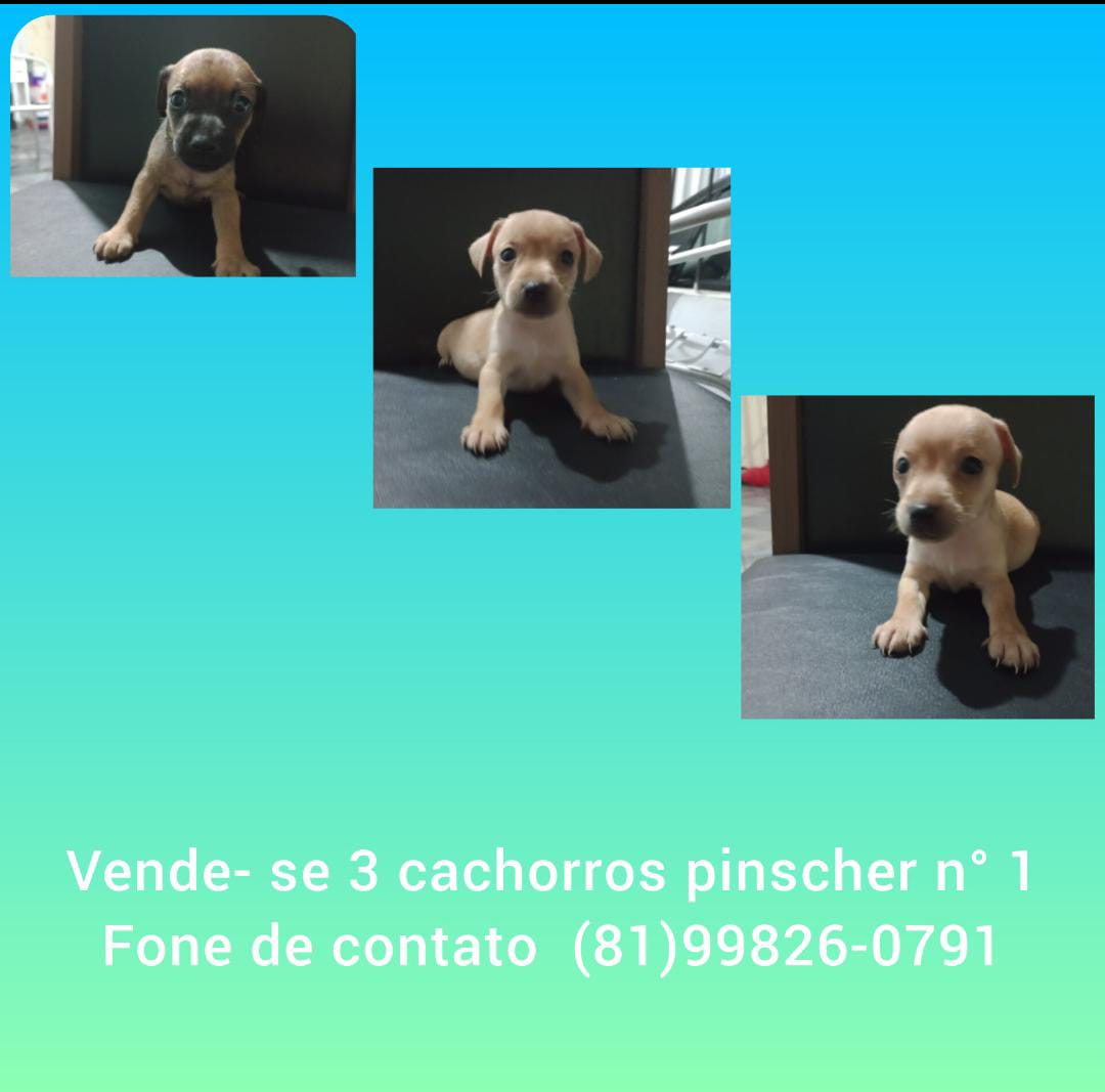 Portal Vendocão Filhotes Pinscher 1 - Lindos e Saudaveis Abreu e lima